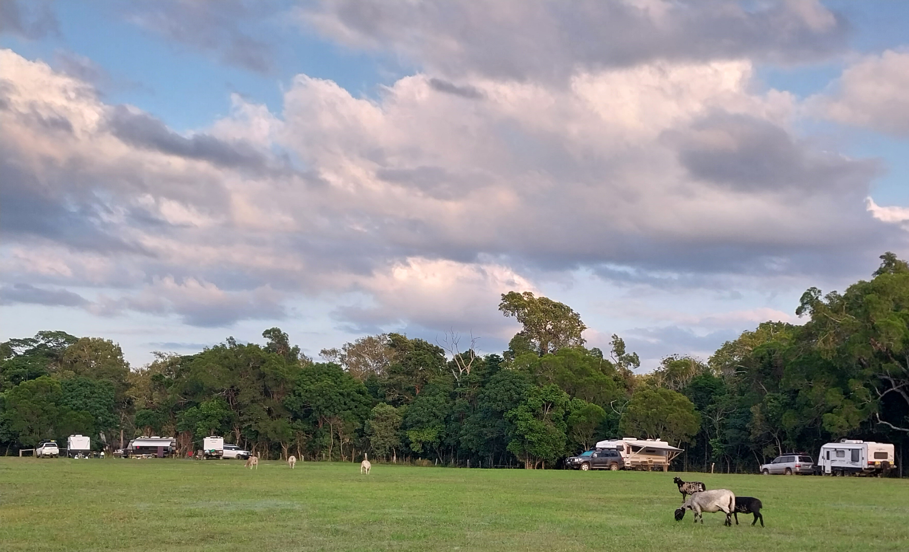 Sunnyside Up sites offers plenty of room to watch the lambs and sheep wander through the campsites.