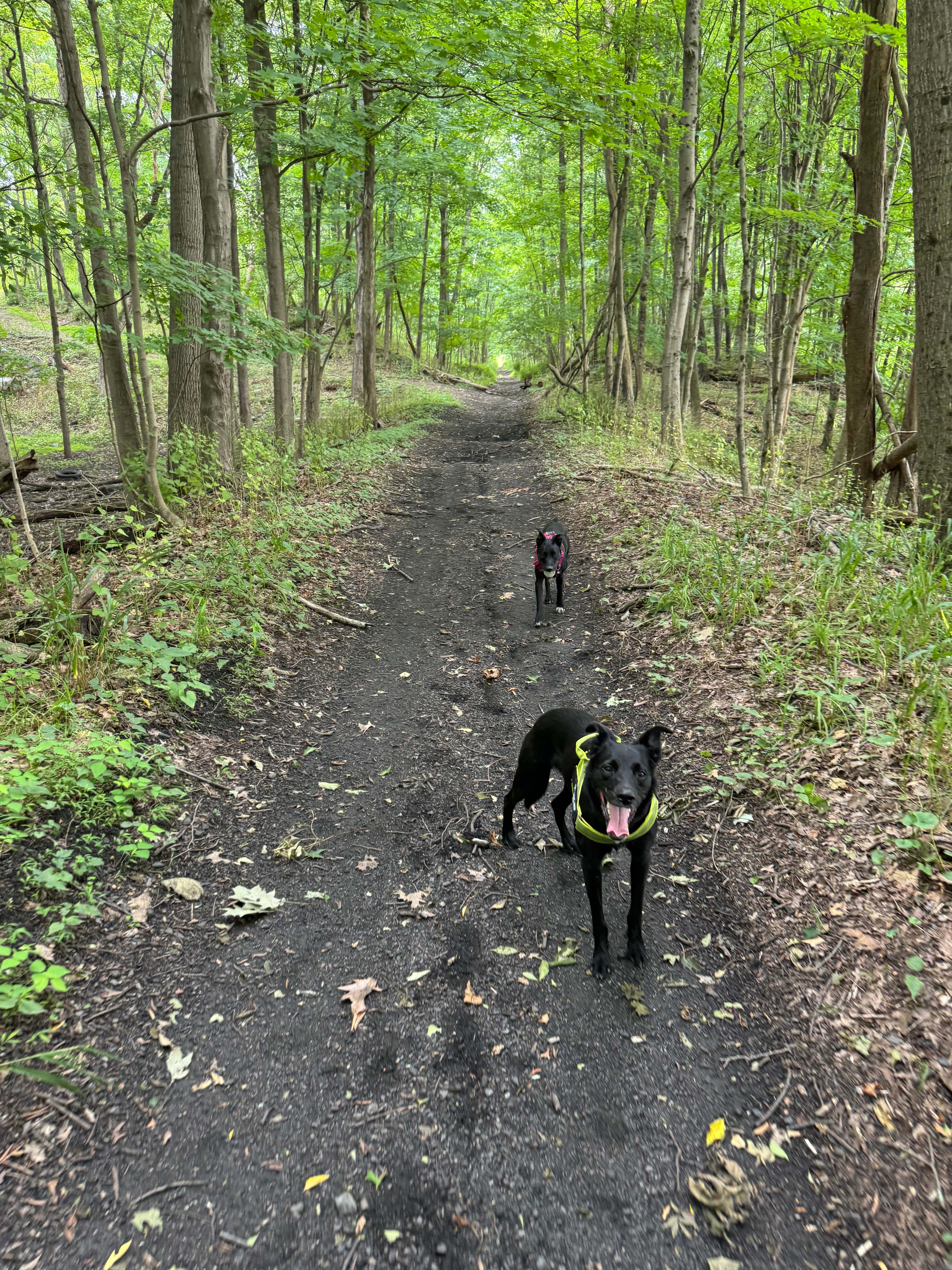 Well maintained trails than span the property!