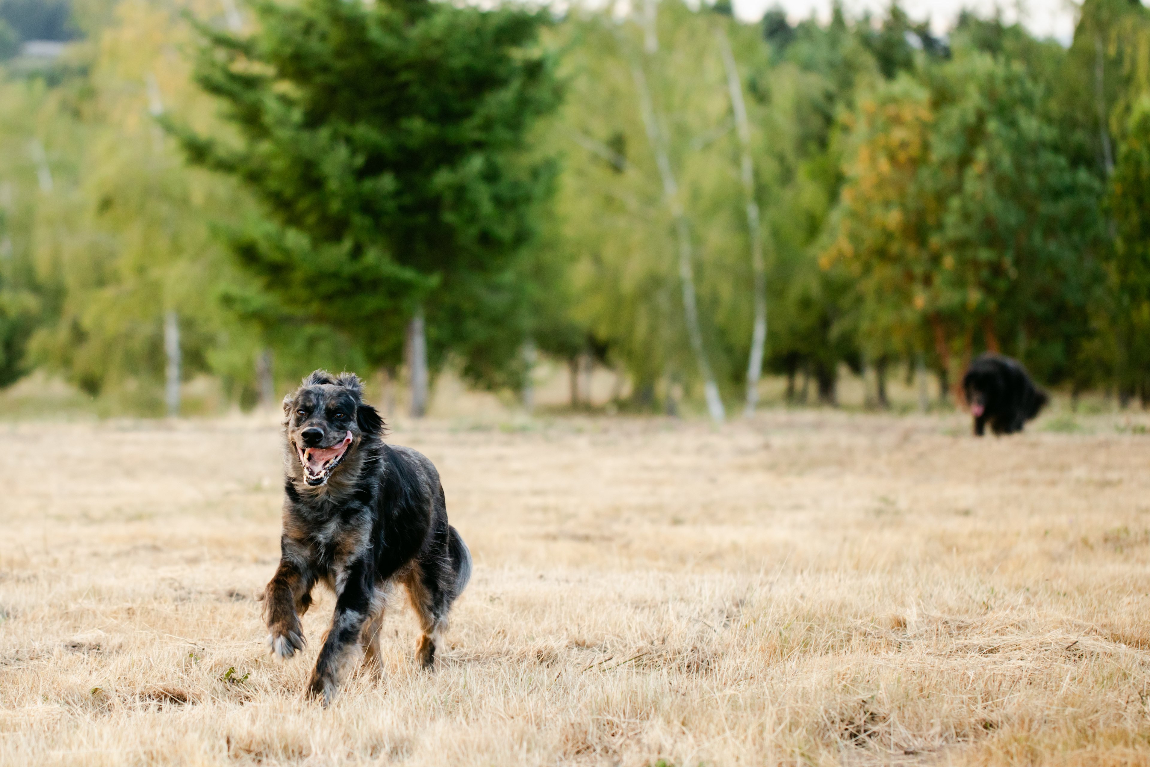 Large property for dogs to run!