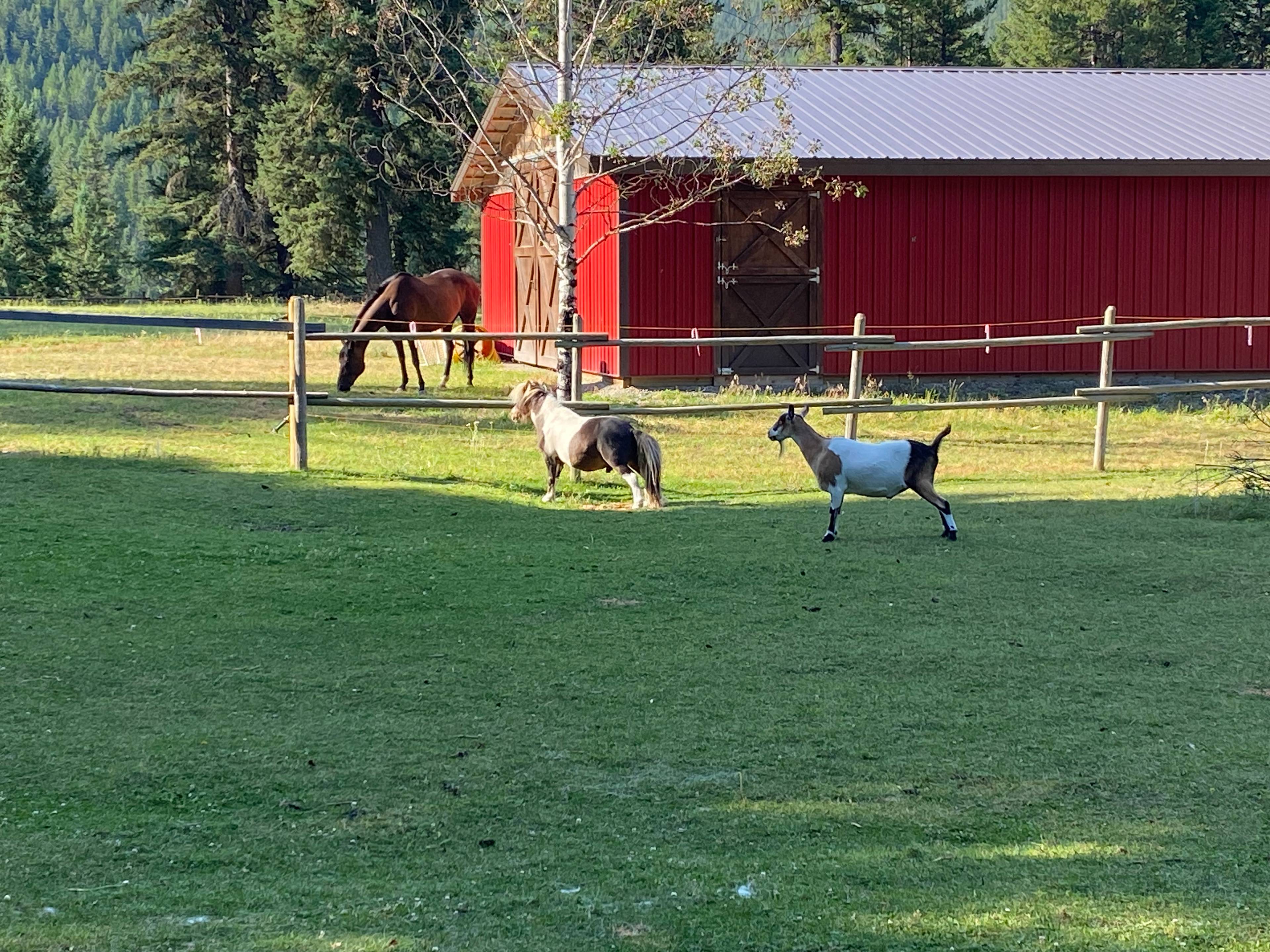 Pet a goat.  Pet a miniature horse.  Pet a real horse!