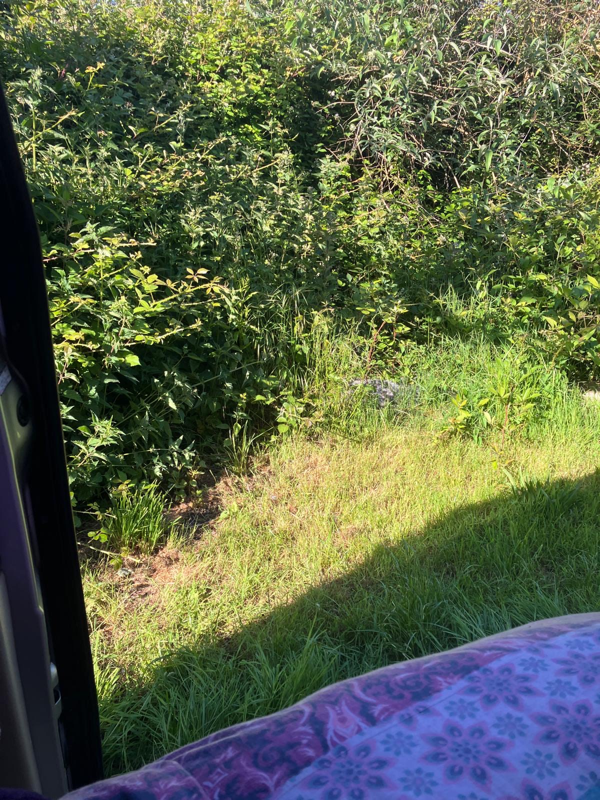 Jasmine pitch view from bongo 