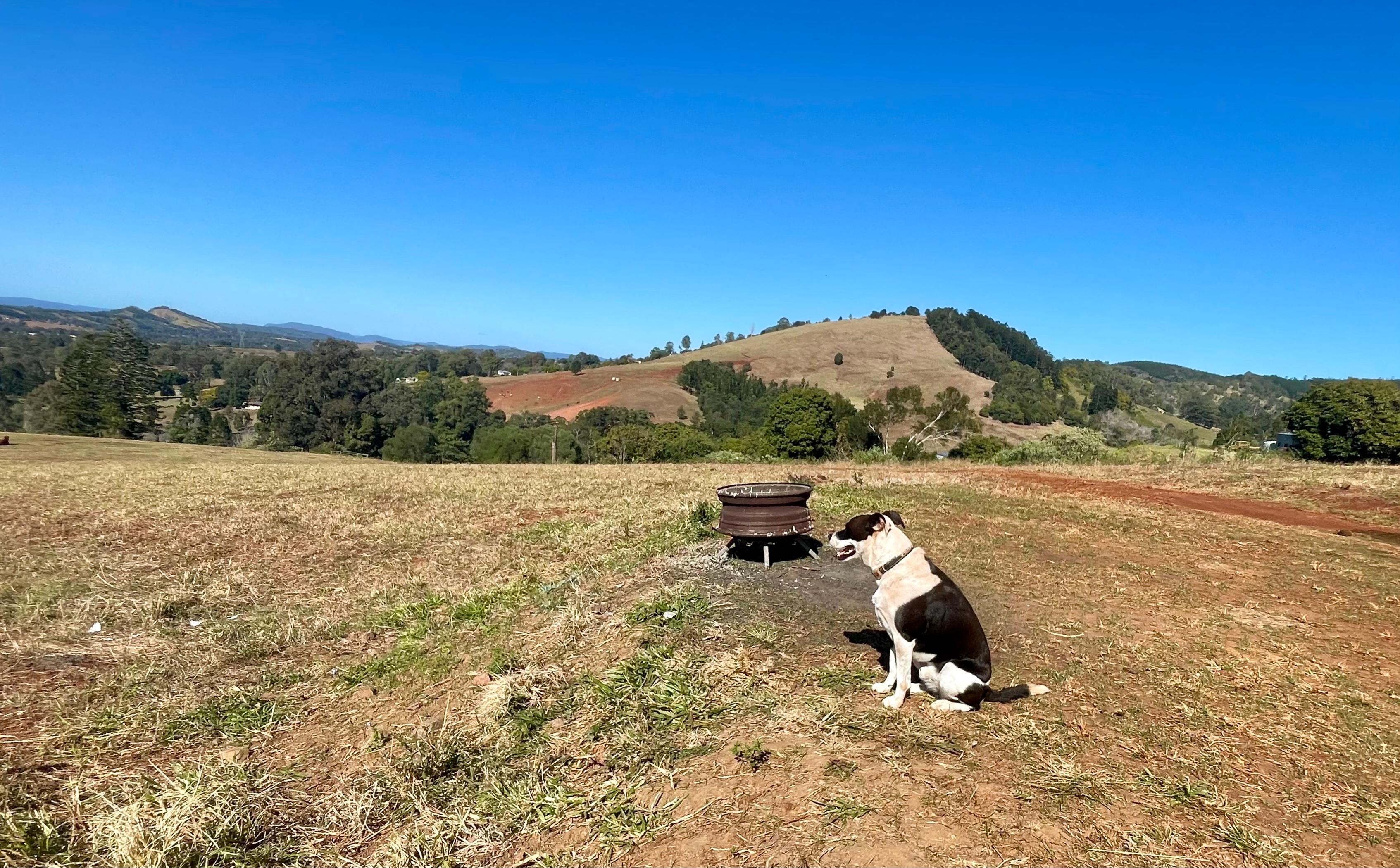 Baxter enjoying the view.  