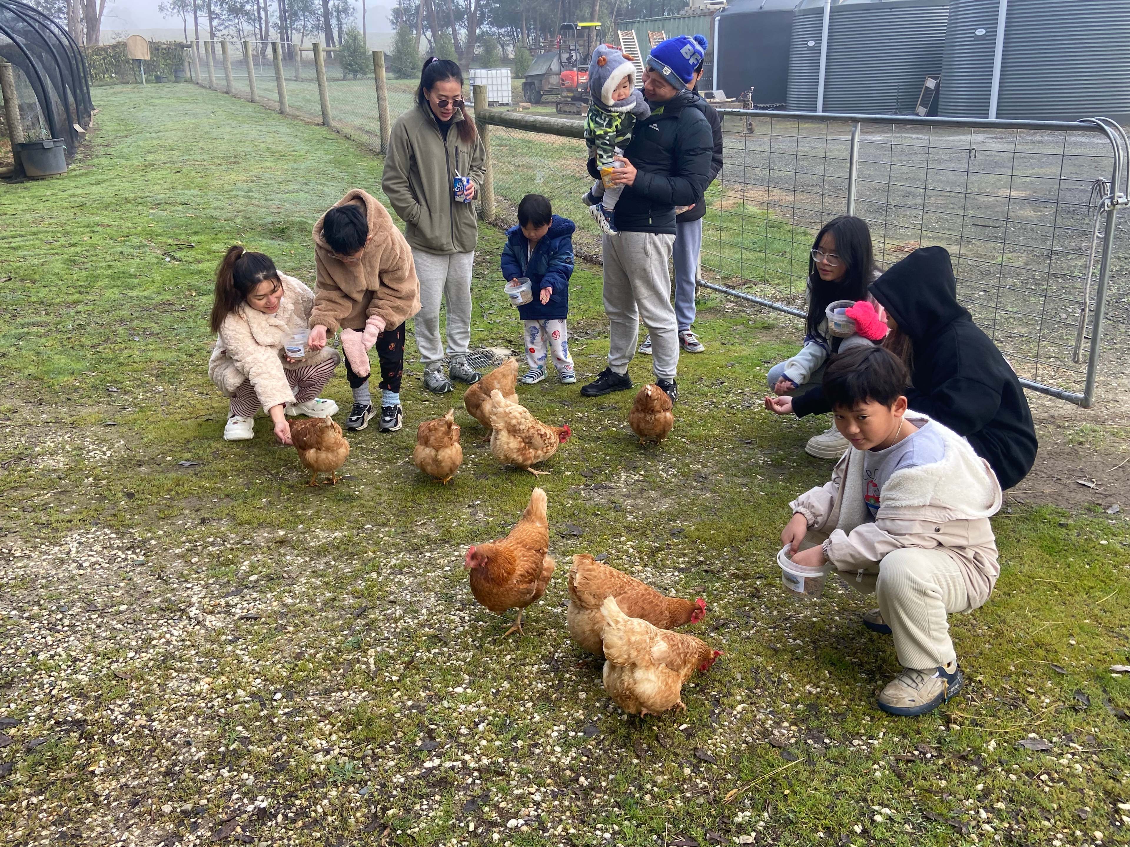 Minh's family feeding our free range chooks and after feeding them they got to collect the fresh farm eggs to take home.