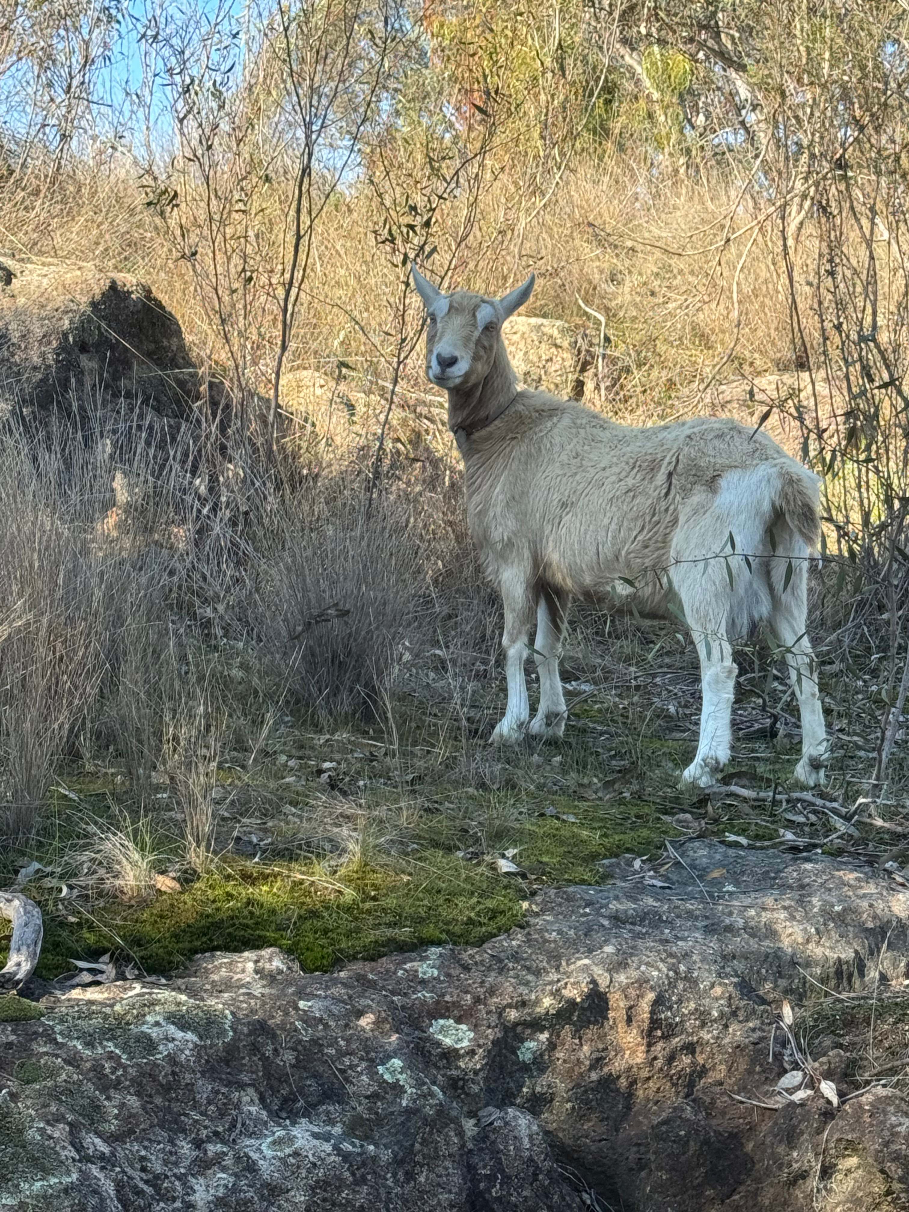 Retreat to Granite Springs Farmstay