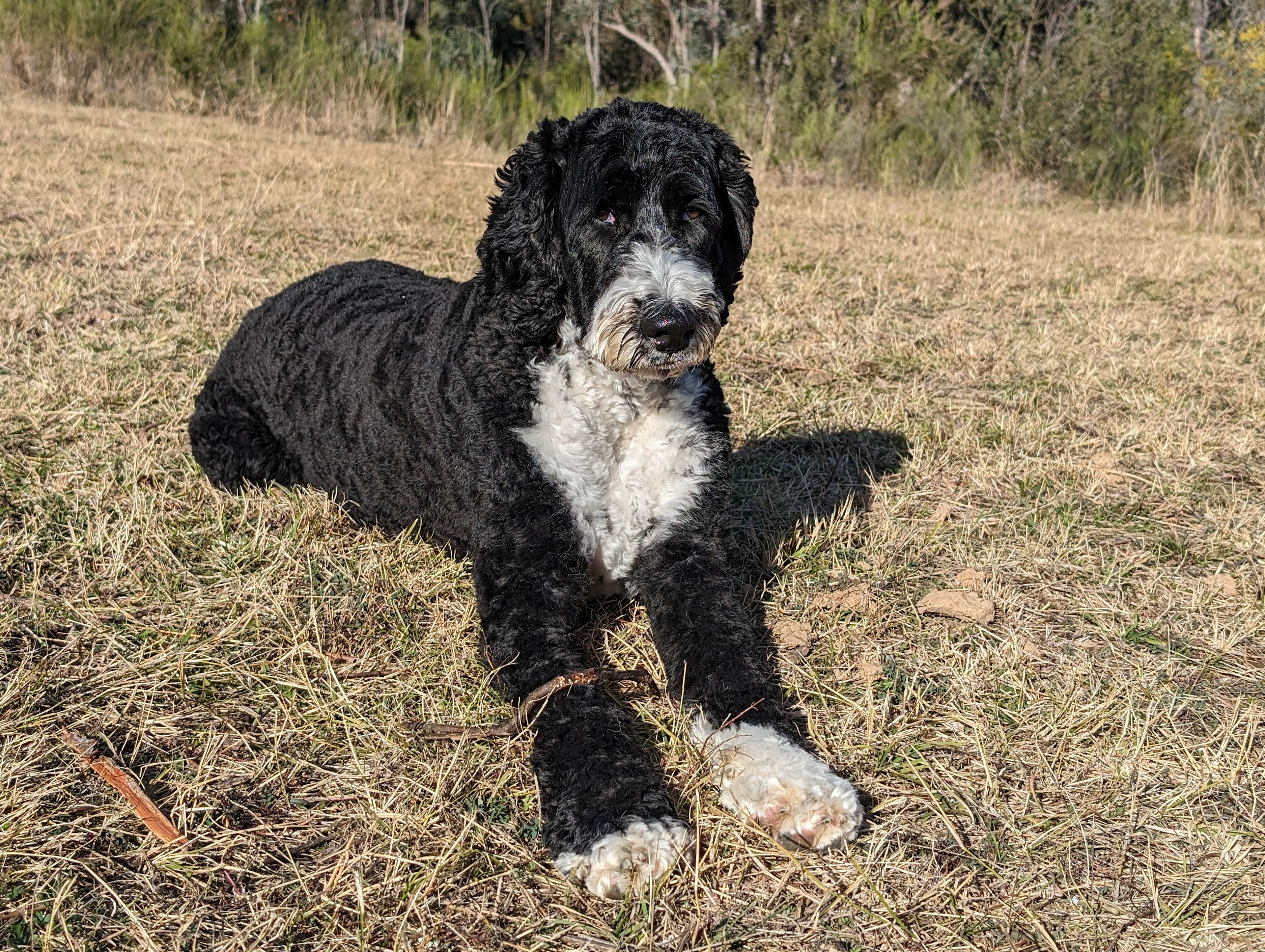 The Giants - mountain views camping