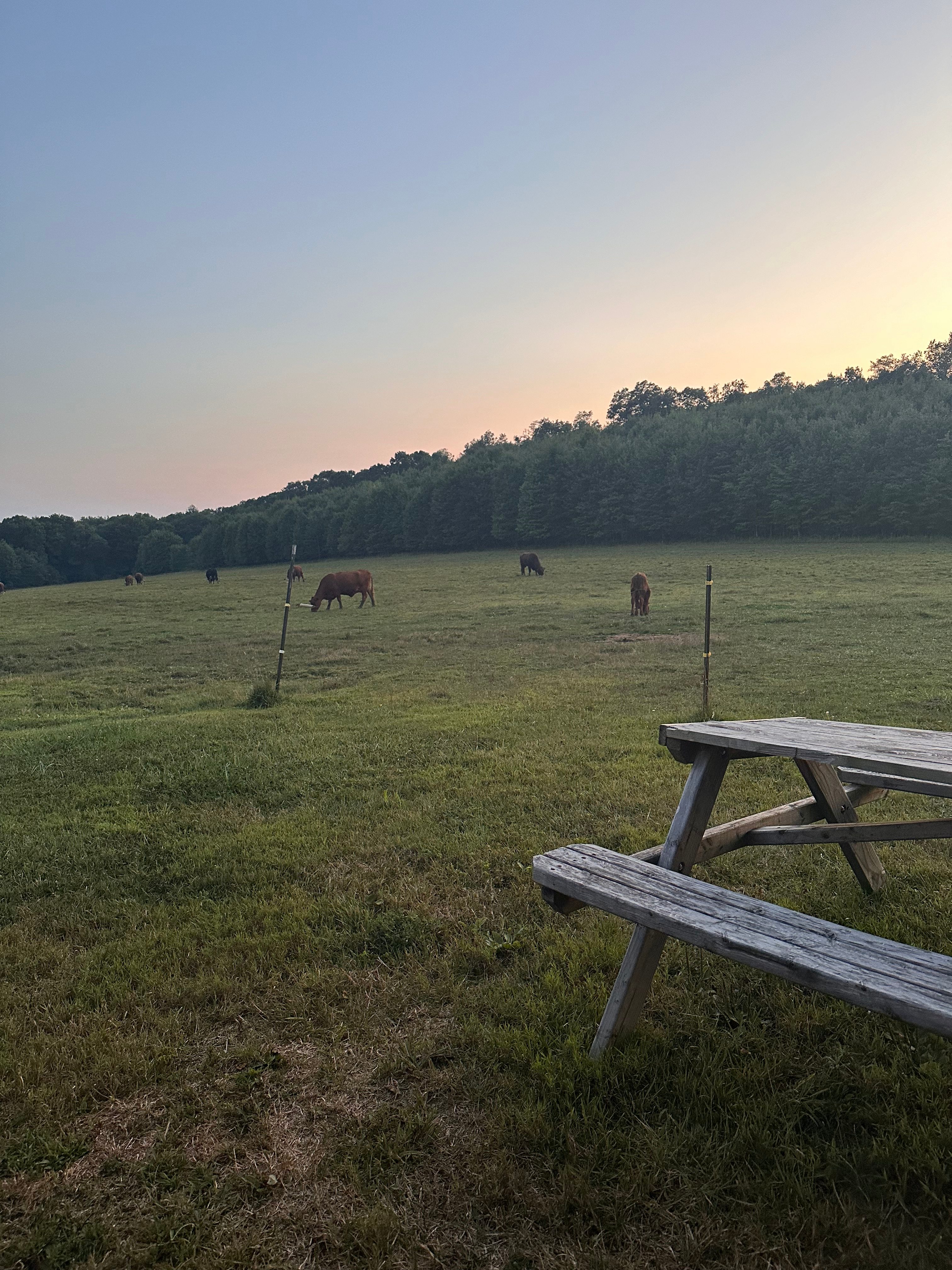 Hog Wild Farm