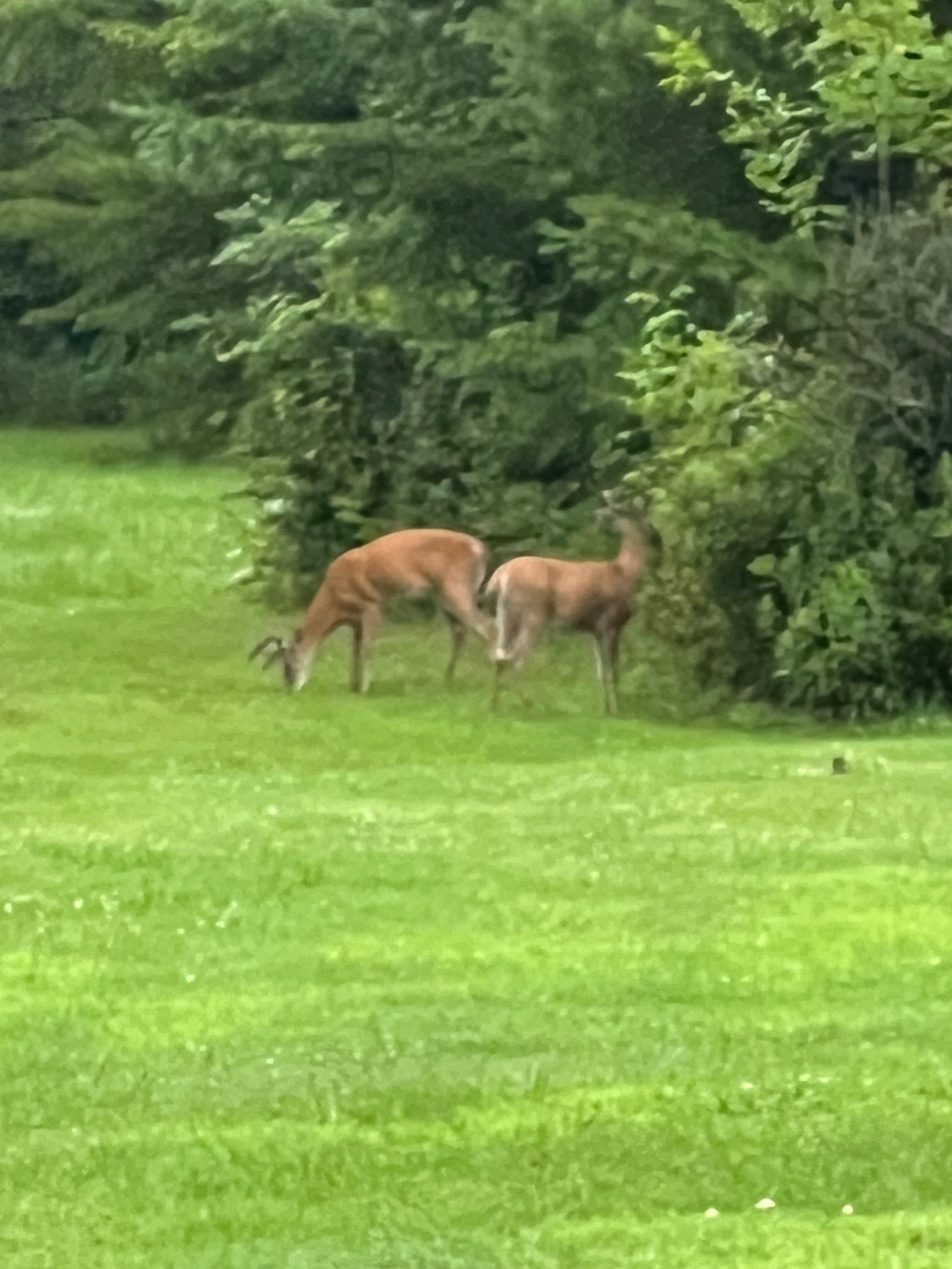 Tawas Woodlands