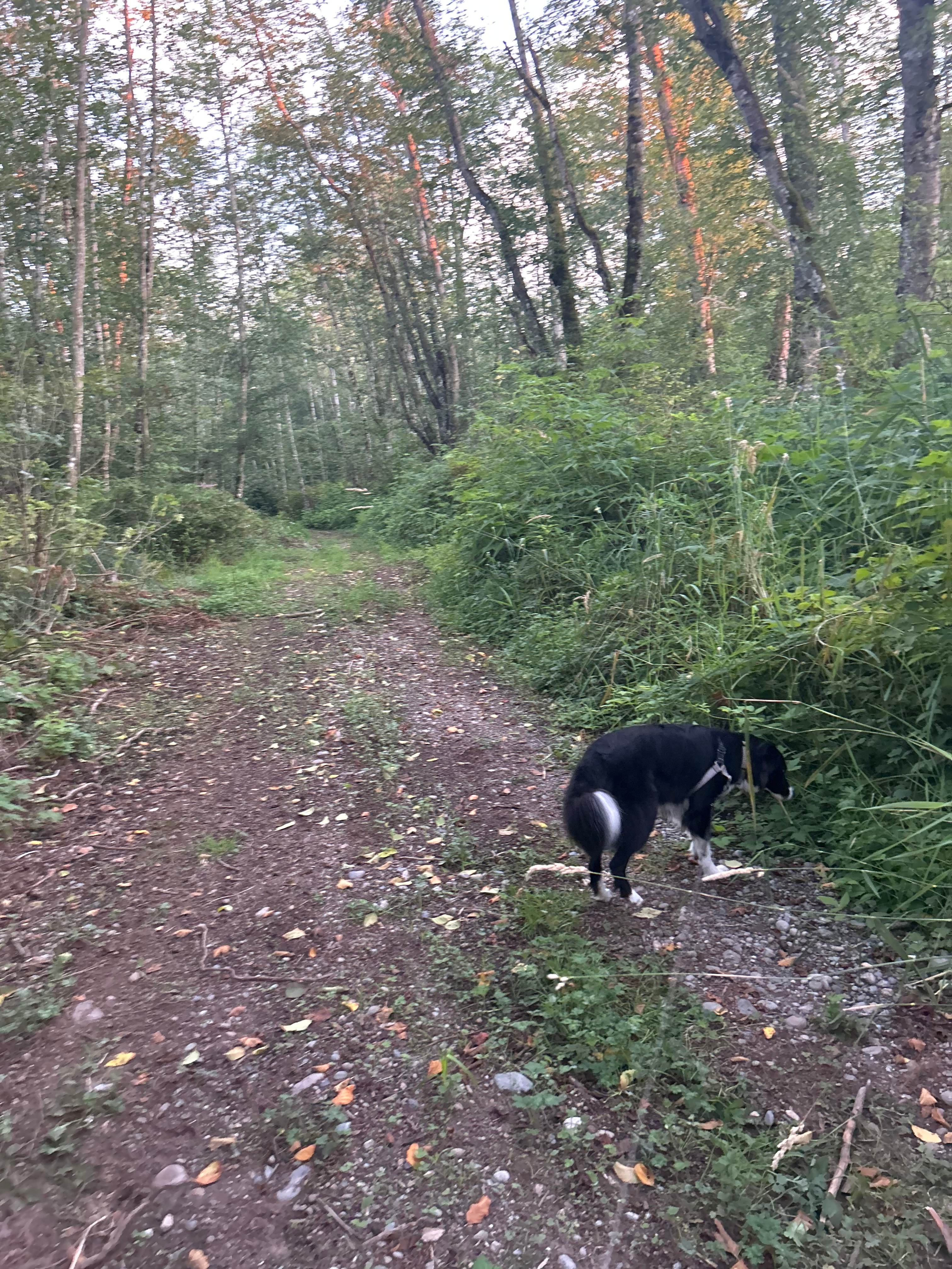 Hobson Meadows