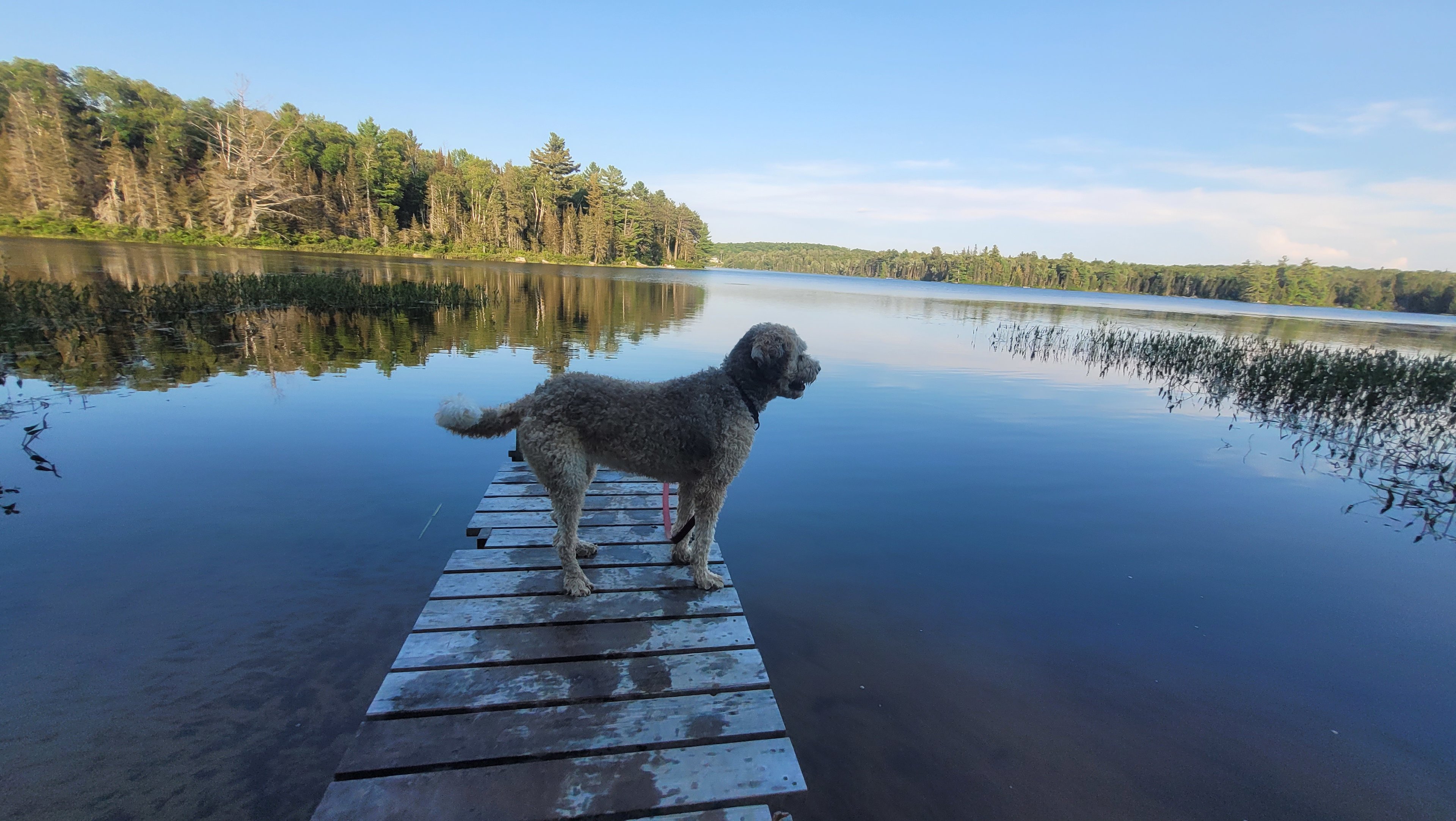 Off -Grid Forest Retreat