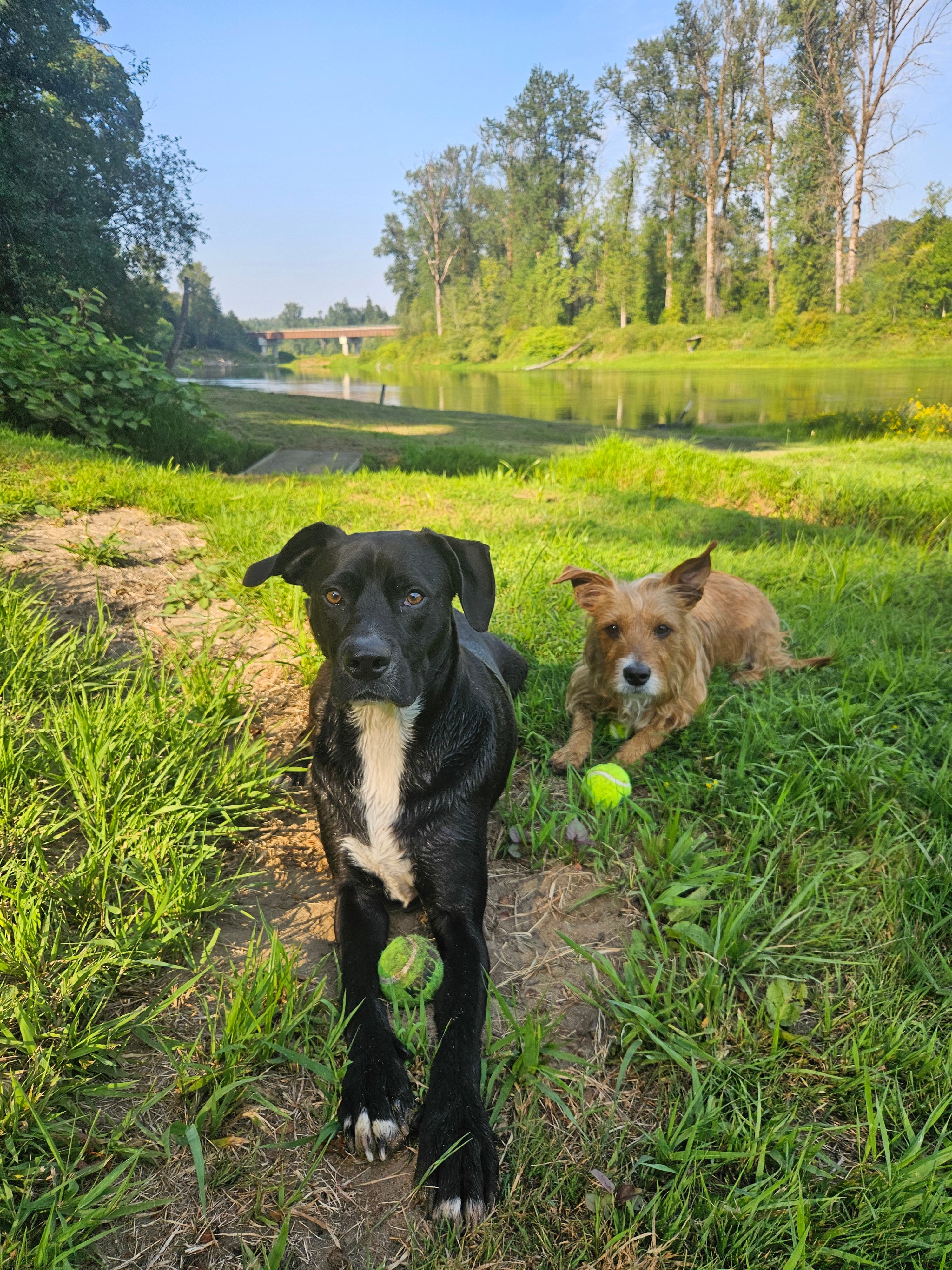 Cowlitz River Camping