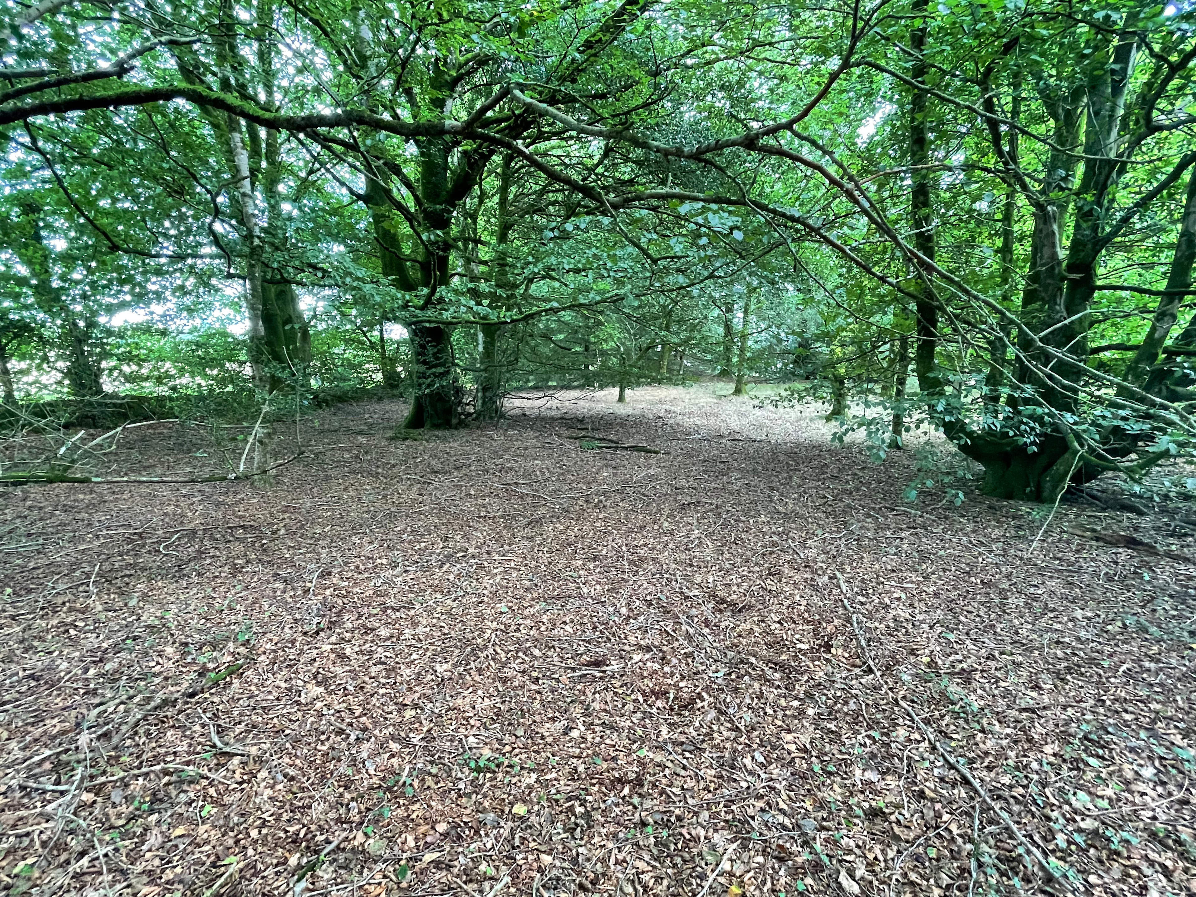 Beechwood