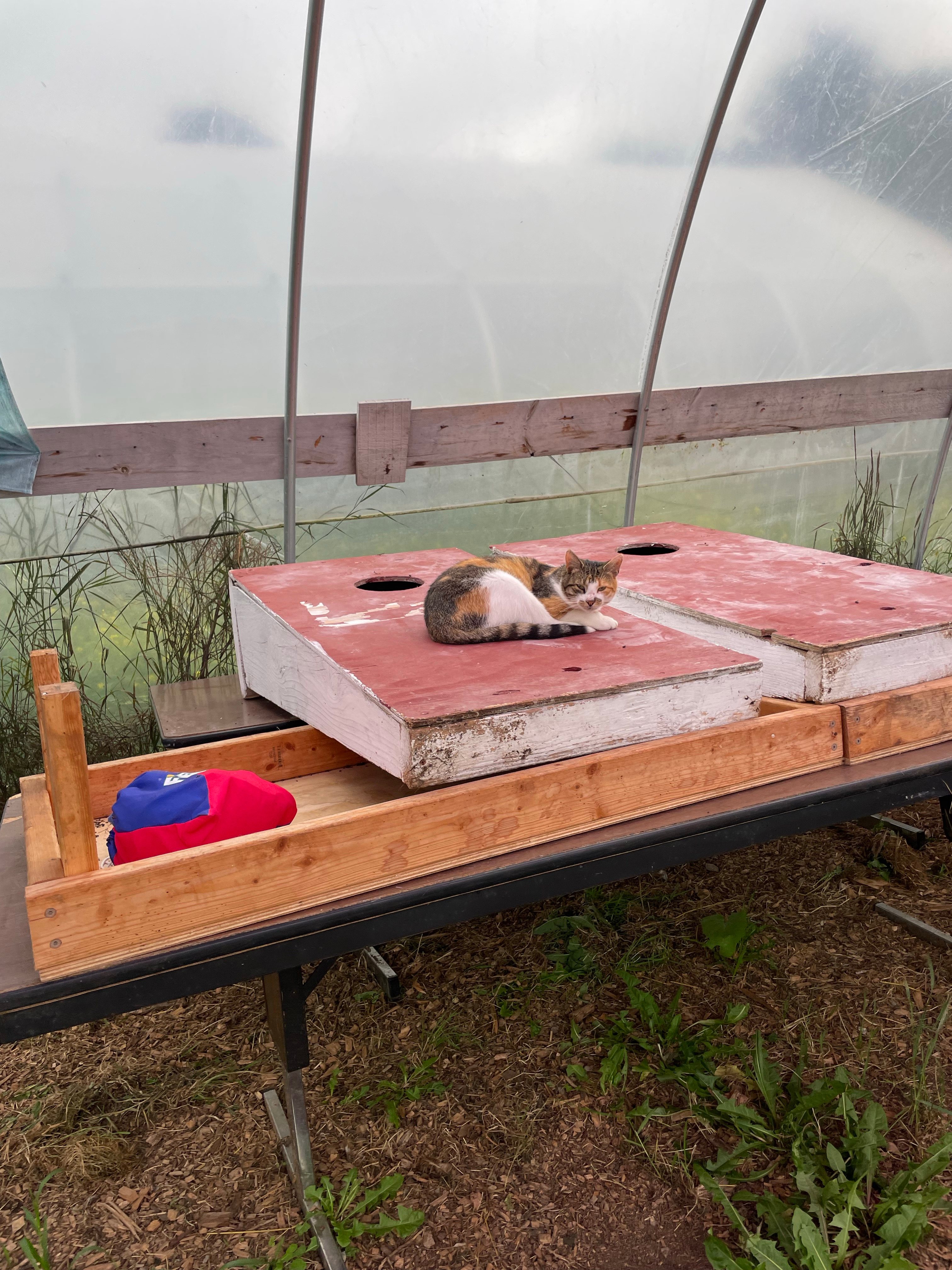 Feather and Hoof Tent Campsite