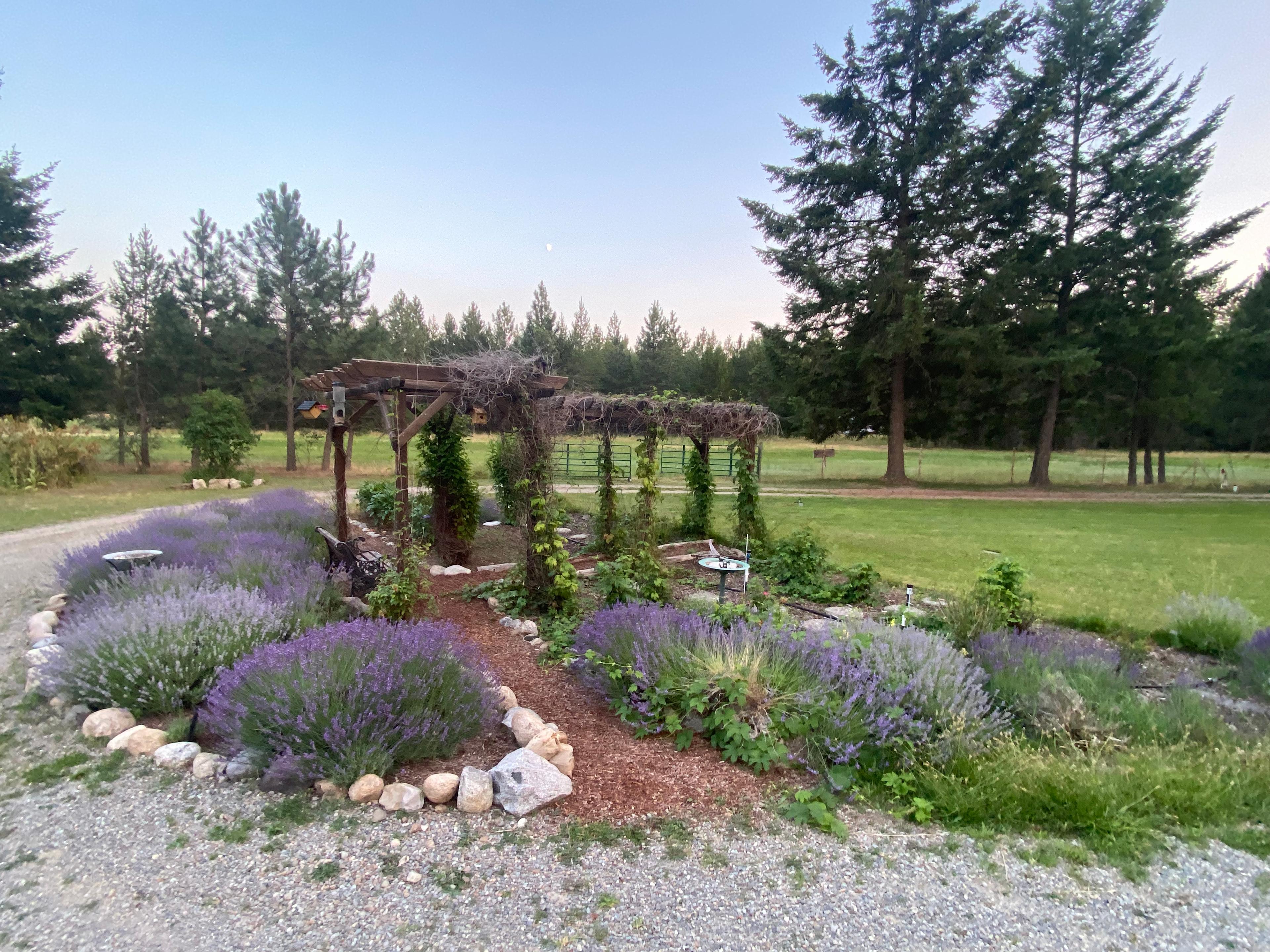 Peaceful Pinecone Grove