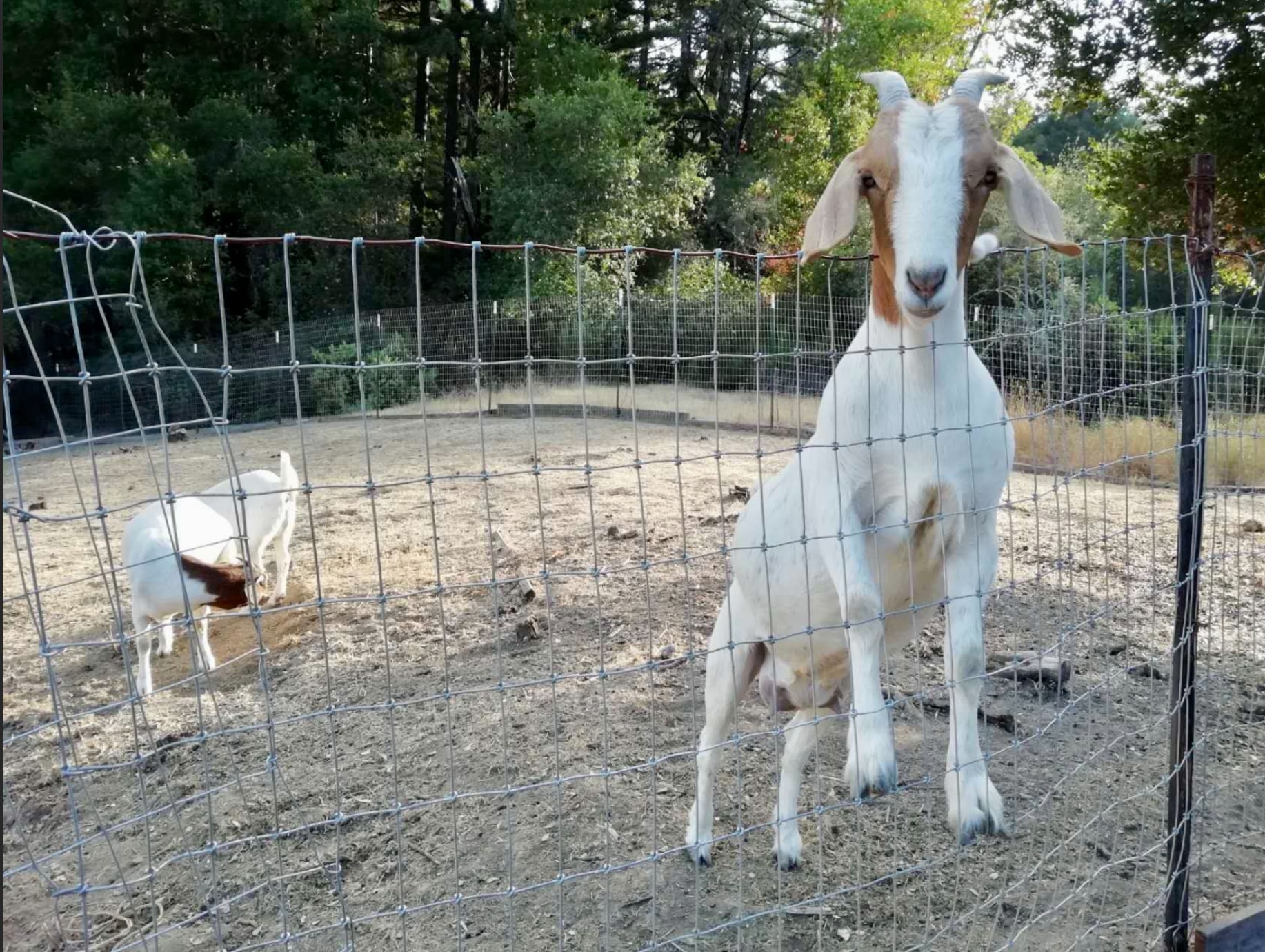 Misthaven Ranch Nature Retreat