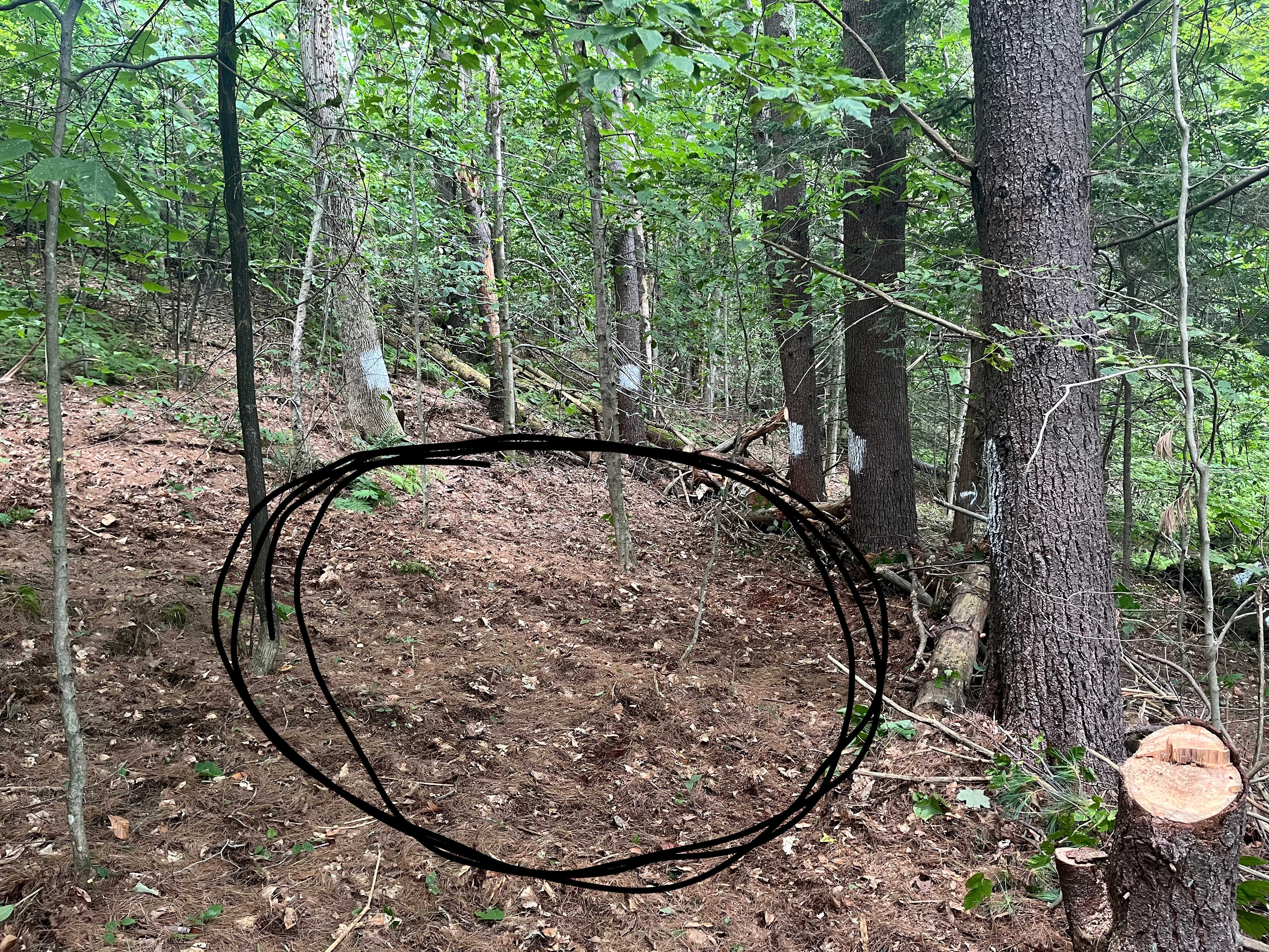 Primary area designated for #2 - please note the white blocks on the trees.  Try to stay within that area.
