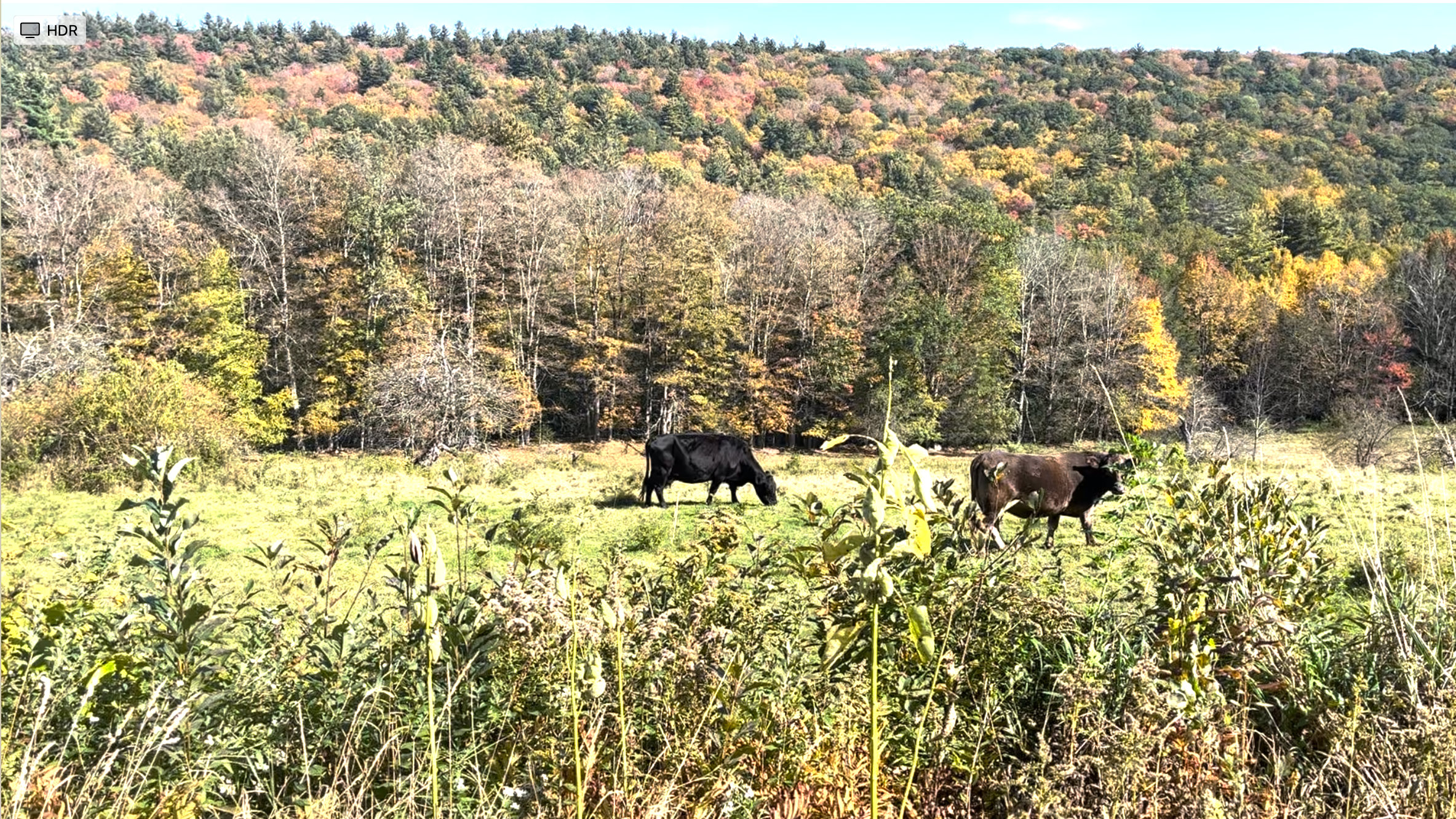 Papa's Ponderosa in the Berkshires