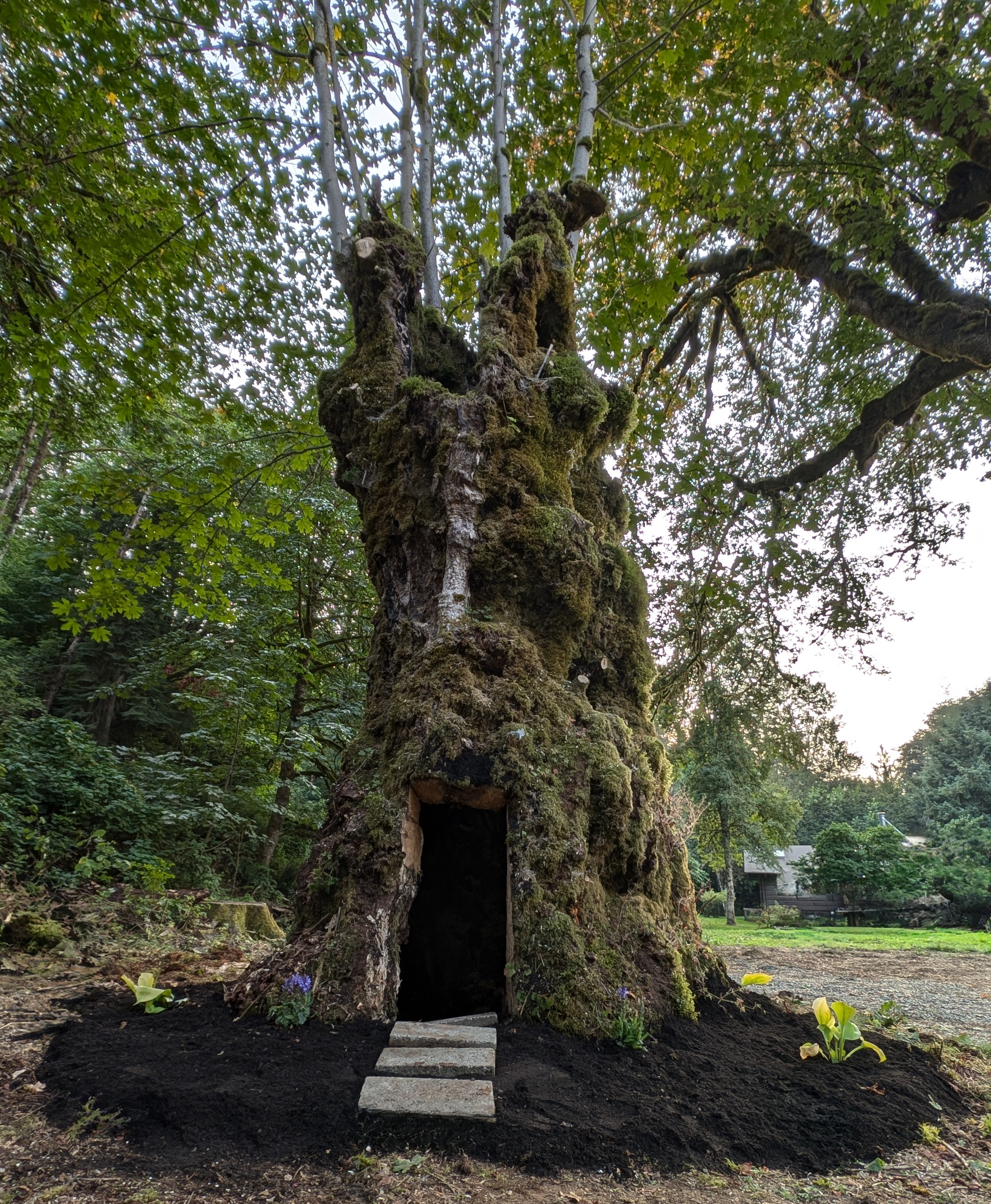 Hollow Tree Hideaway