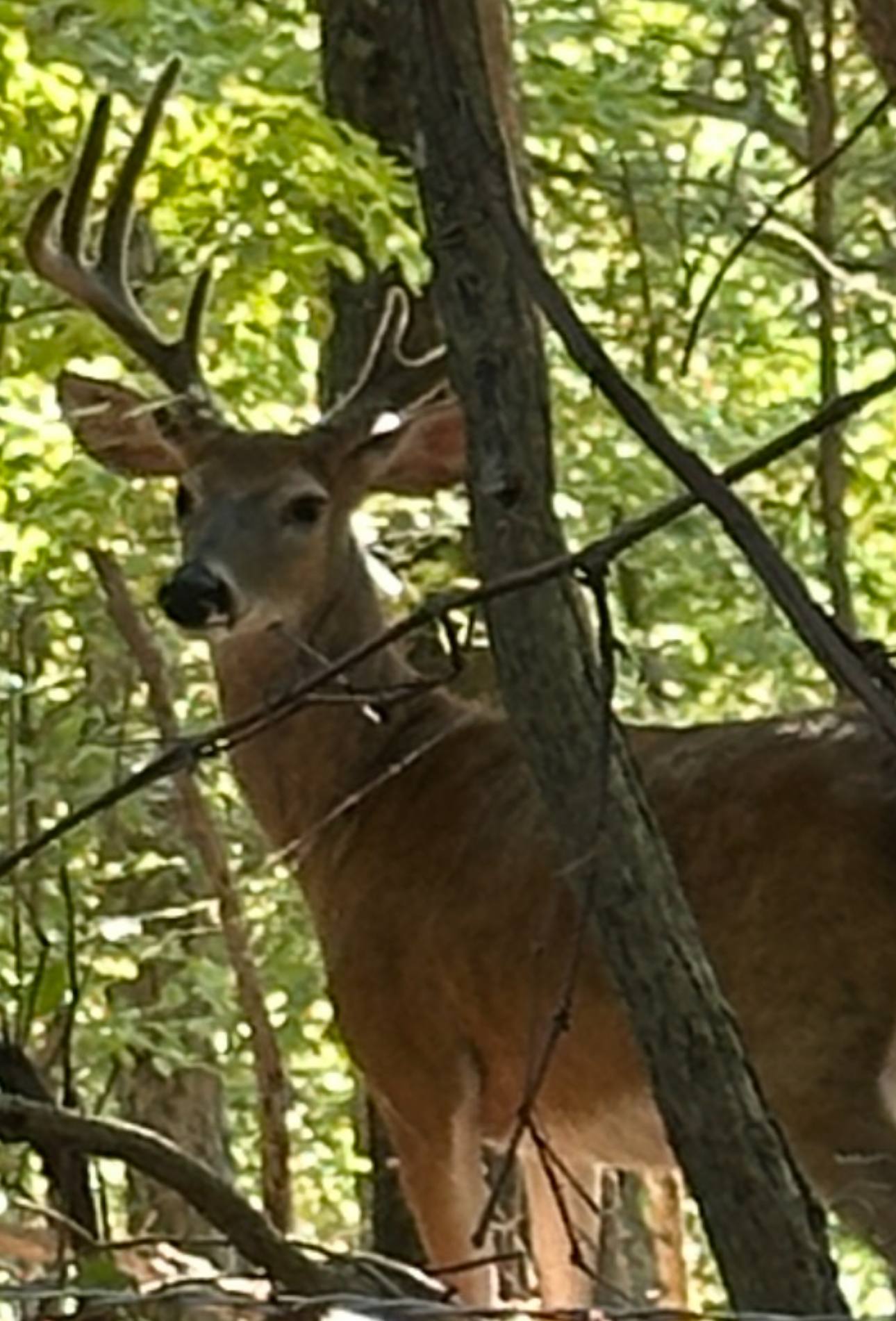 Peaceful Ozark Oasis