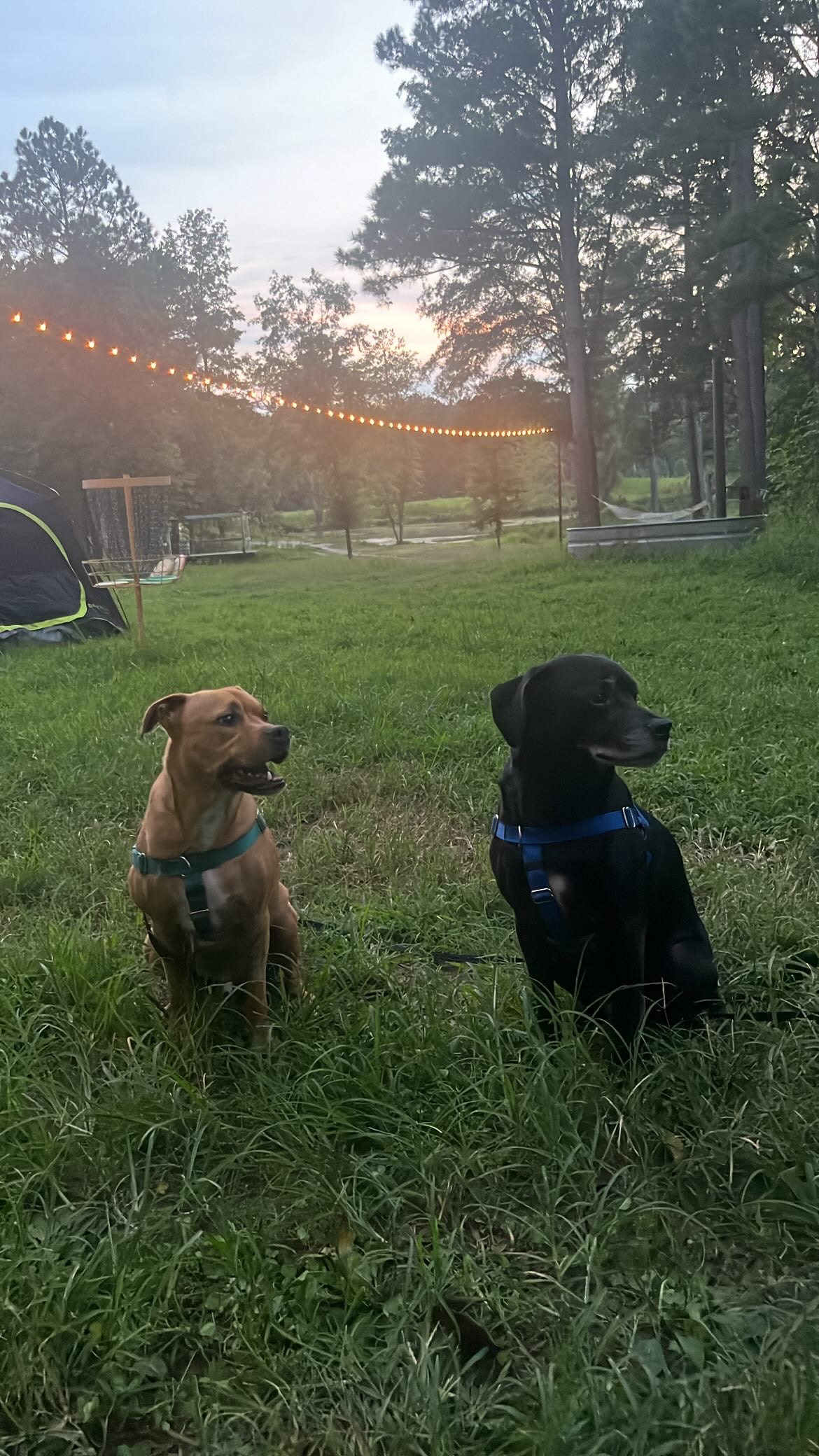 Farm Stay at Saxapahaw Country Club