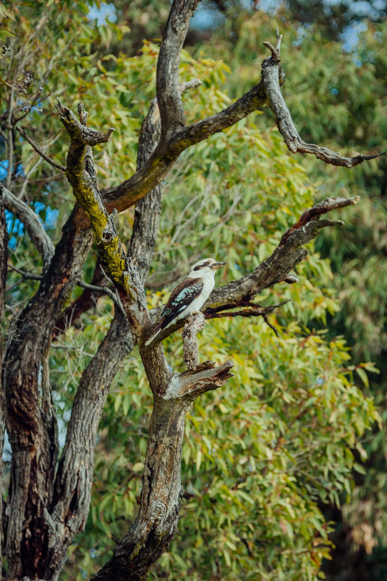 kookaburras
