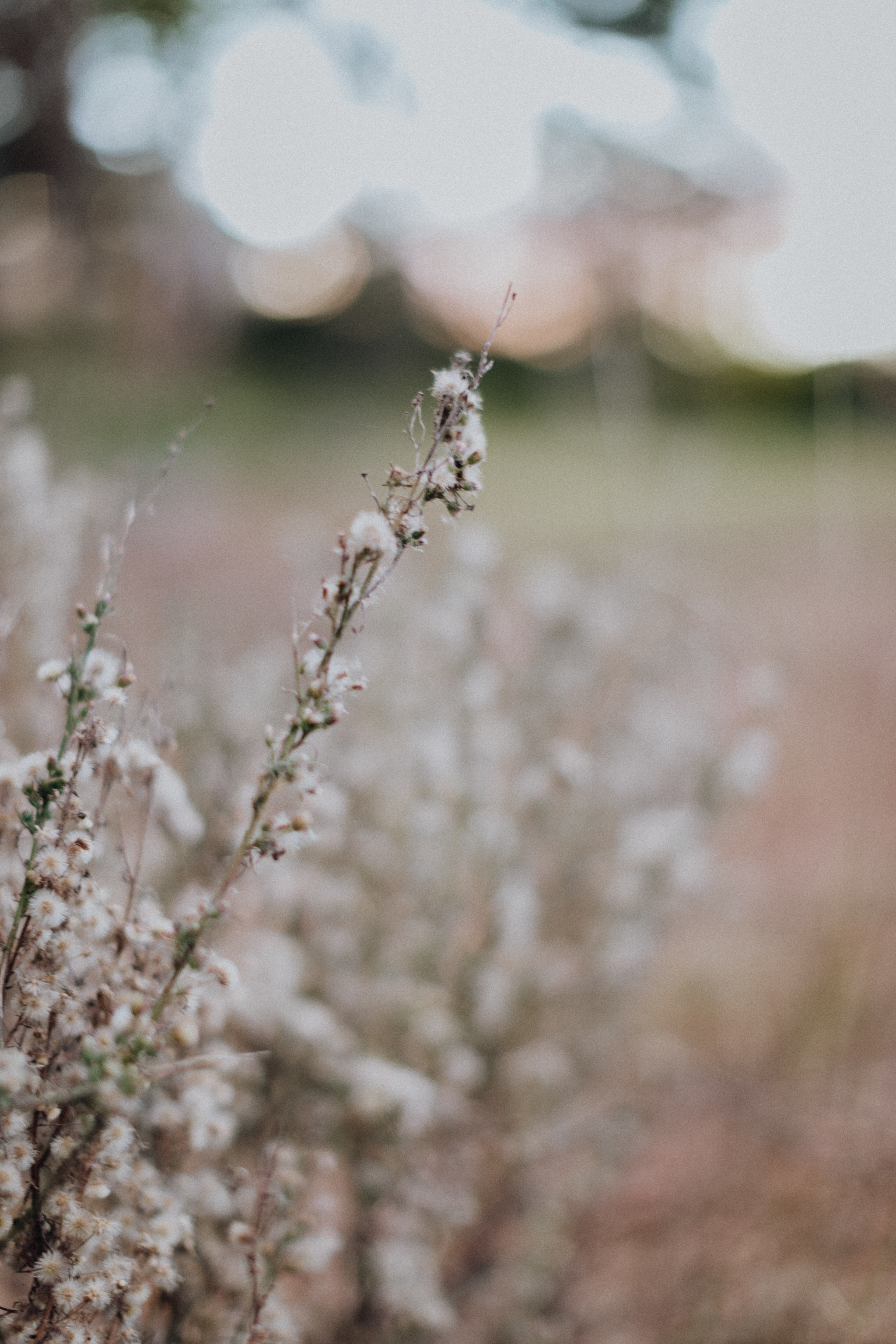 Vans in the Vines Mudgee
