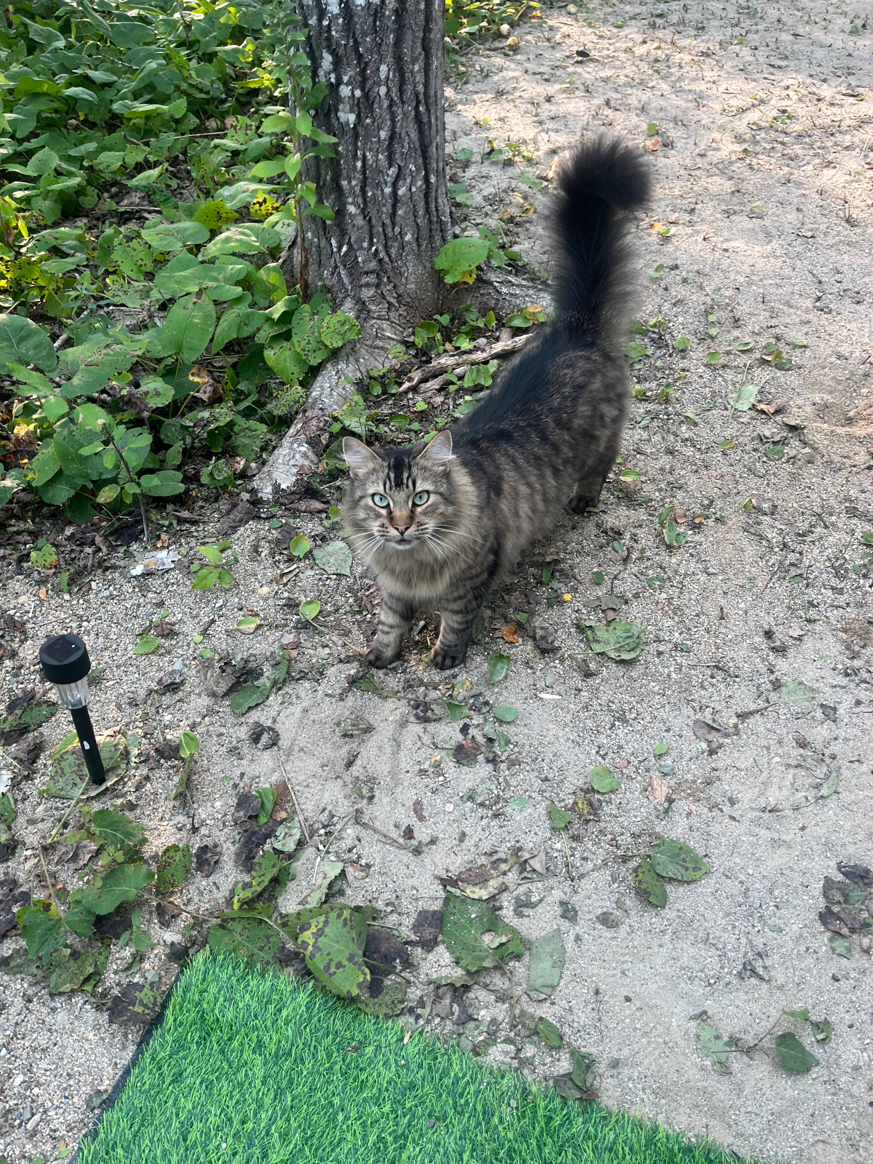 Jases Cove Way PVT. LODGING