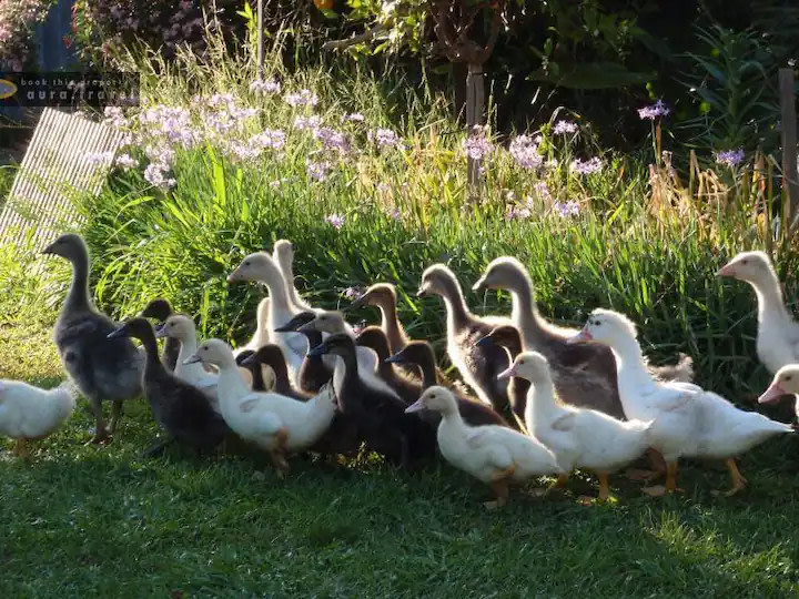 Pepperton Homestead Country Escape