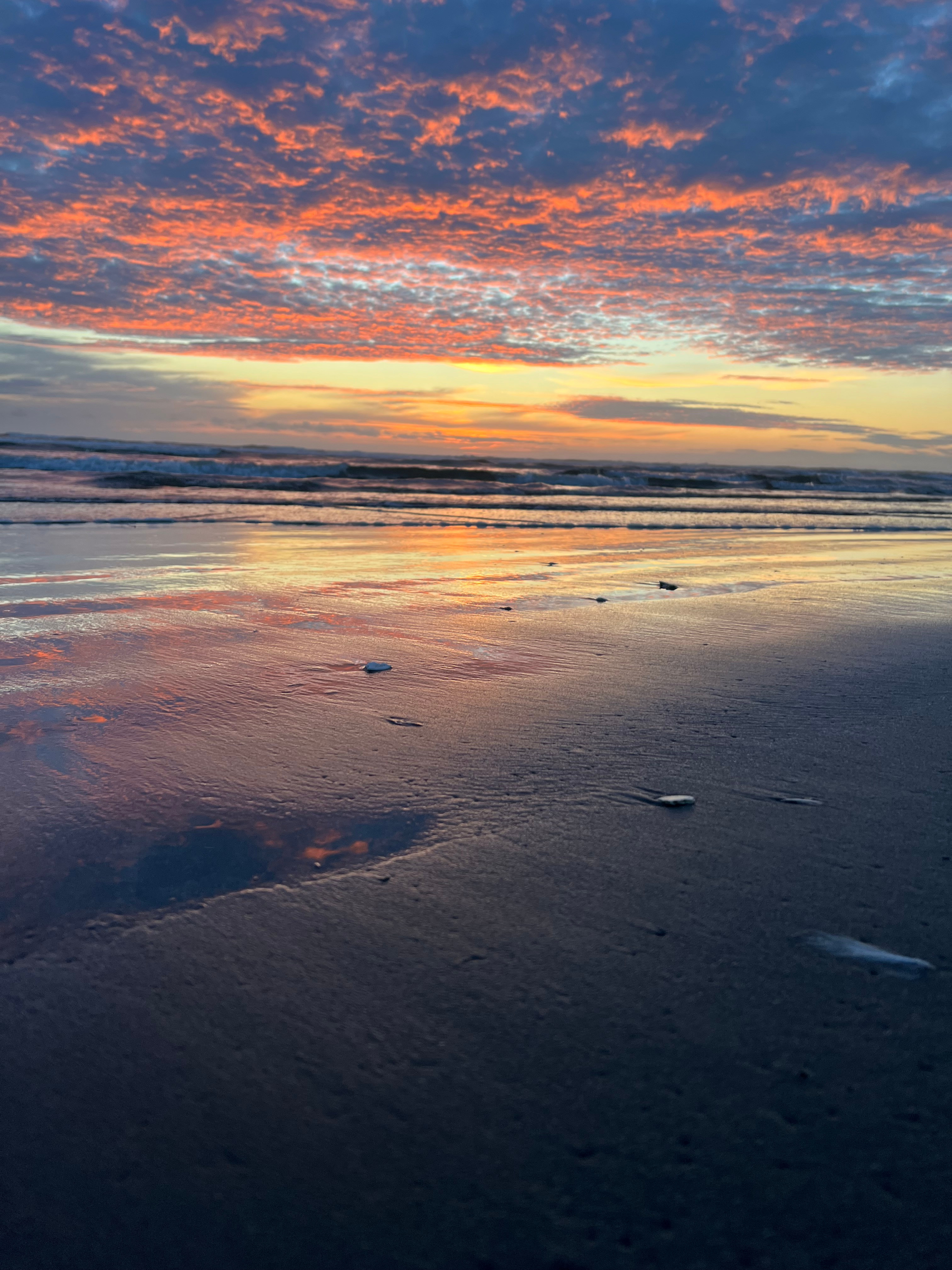 Copalis Beach- so many sand dollars!