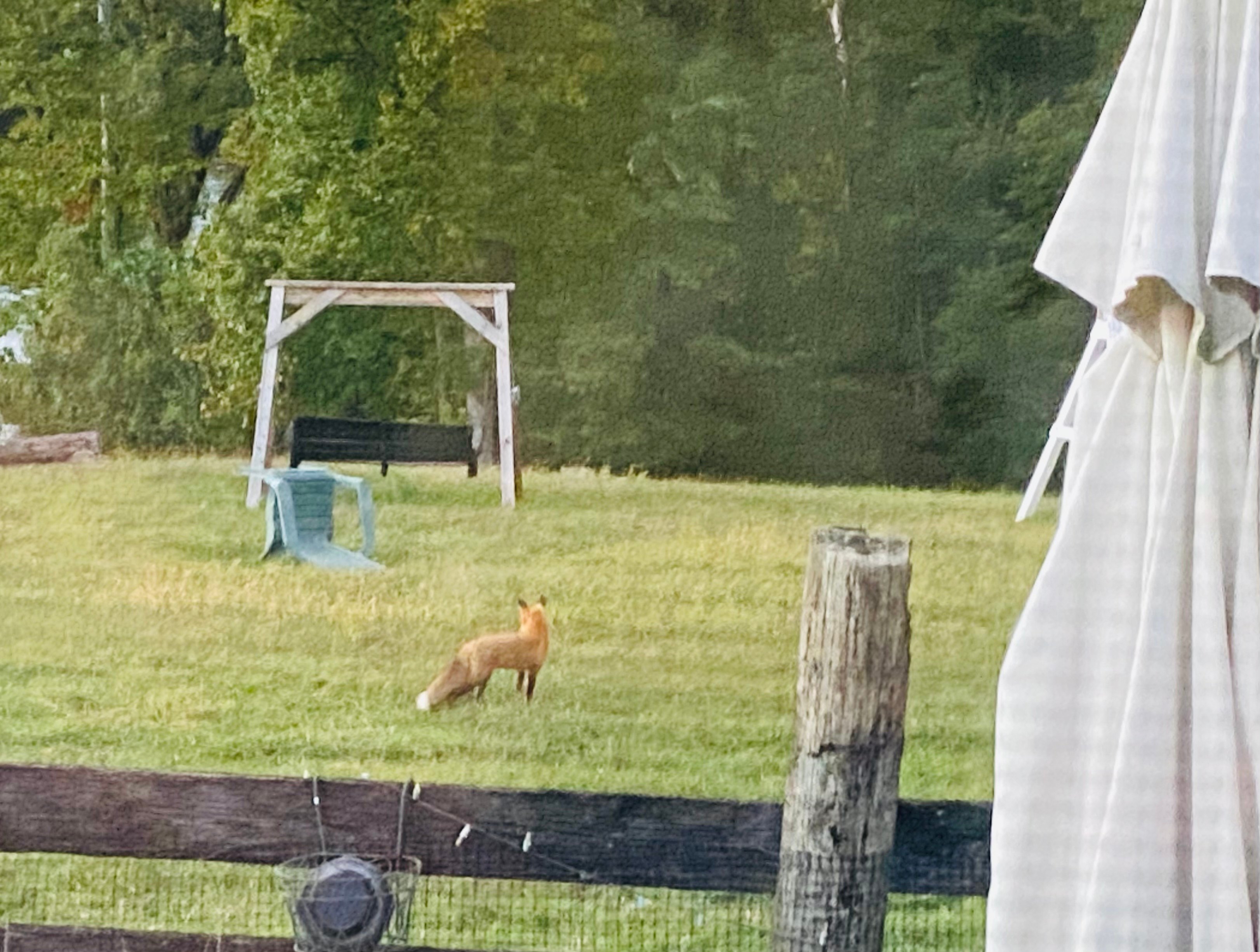 Little Goat Farm at the Lake