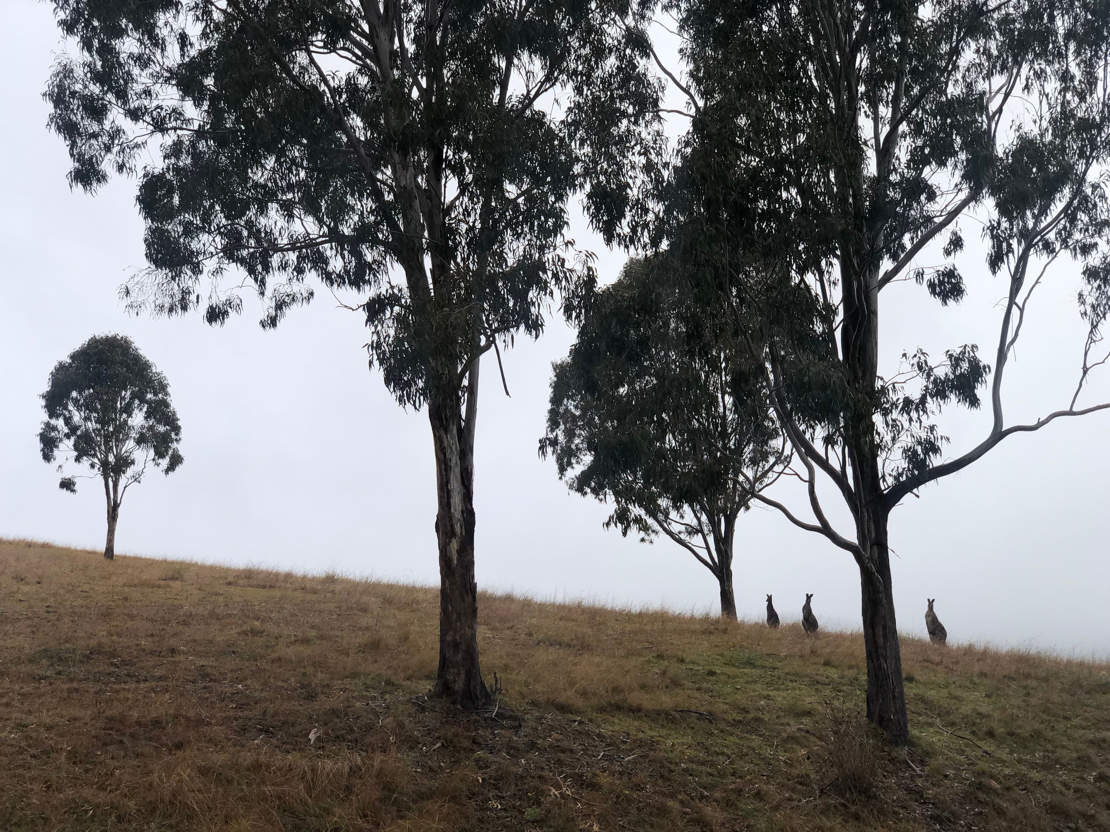 Some of the neighbours on a misty morning 🦘 