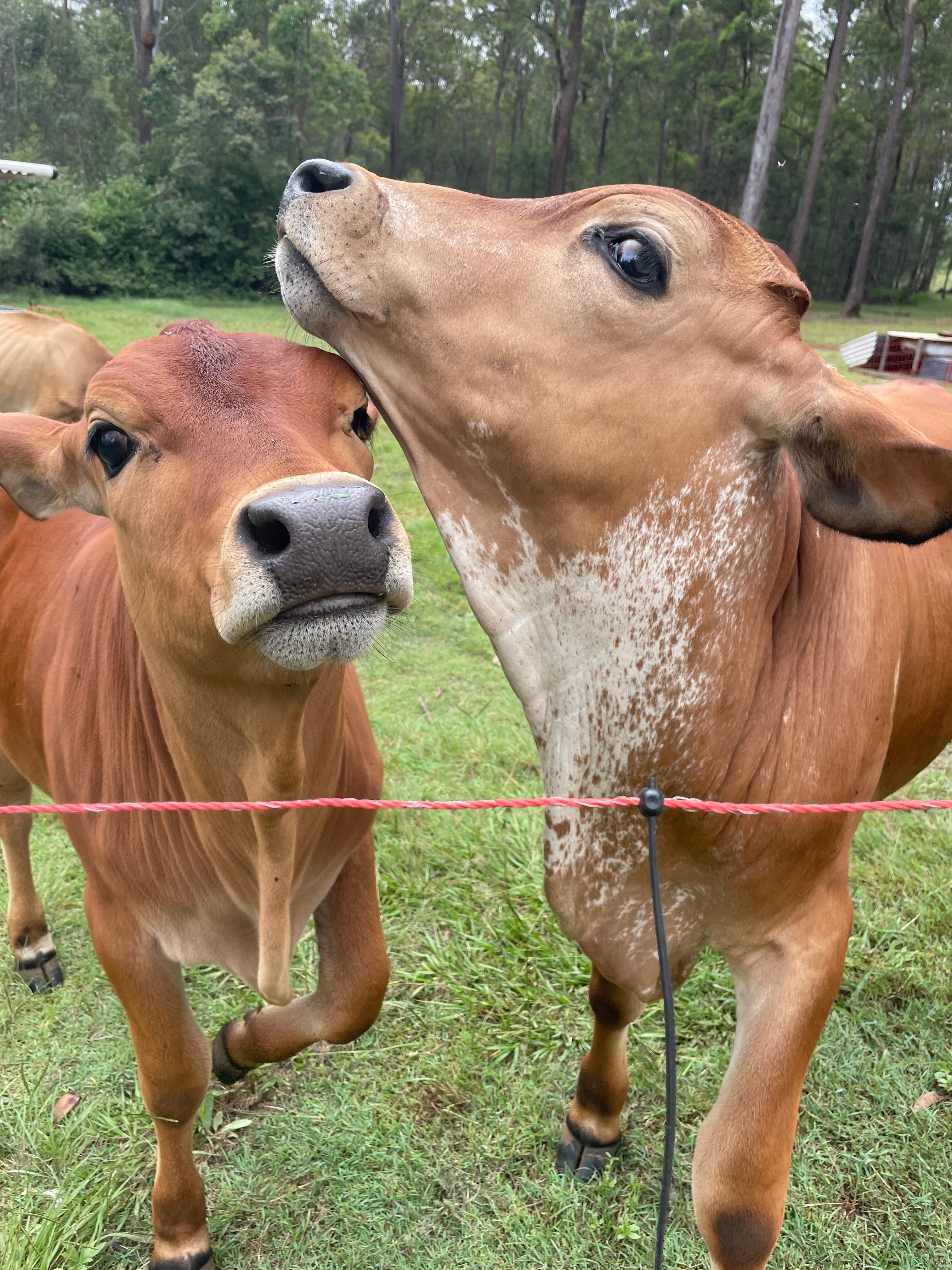 Blackbutt Permaculture Farm Camp