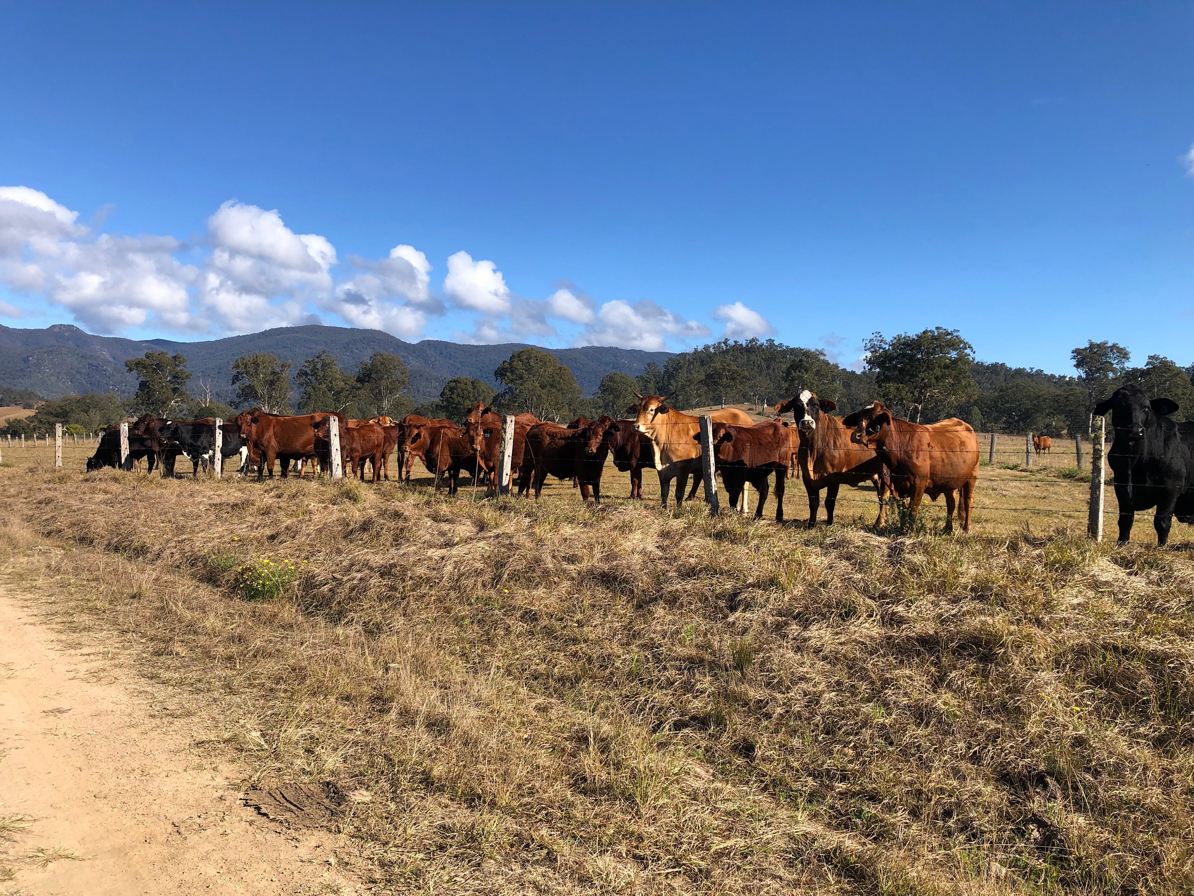 The cows are friendly and curious. Keep an eye out for lovely Colin 110 — he will usually let you pat him, but he’ll also raid your car for snacks! 