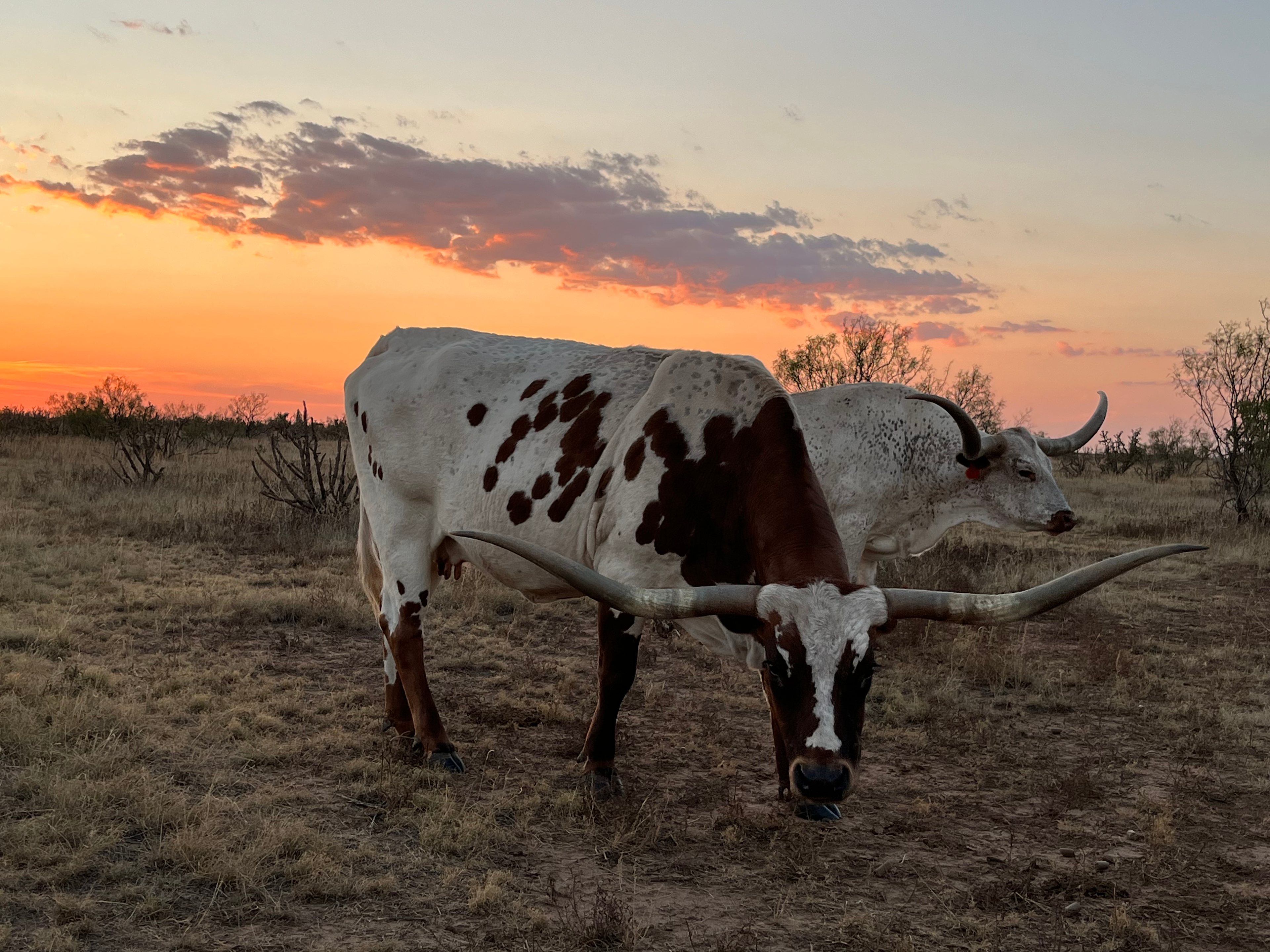 Valle de Oro RV Pad at LVE Ranch