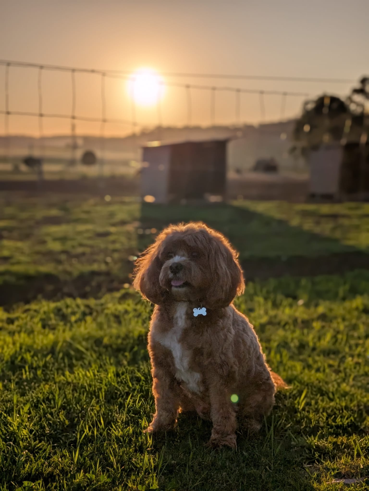 Duchess Farm (Cabin + Tents/Vans)