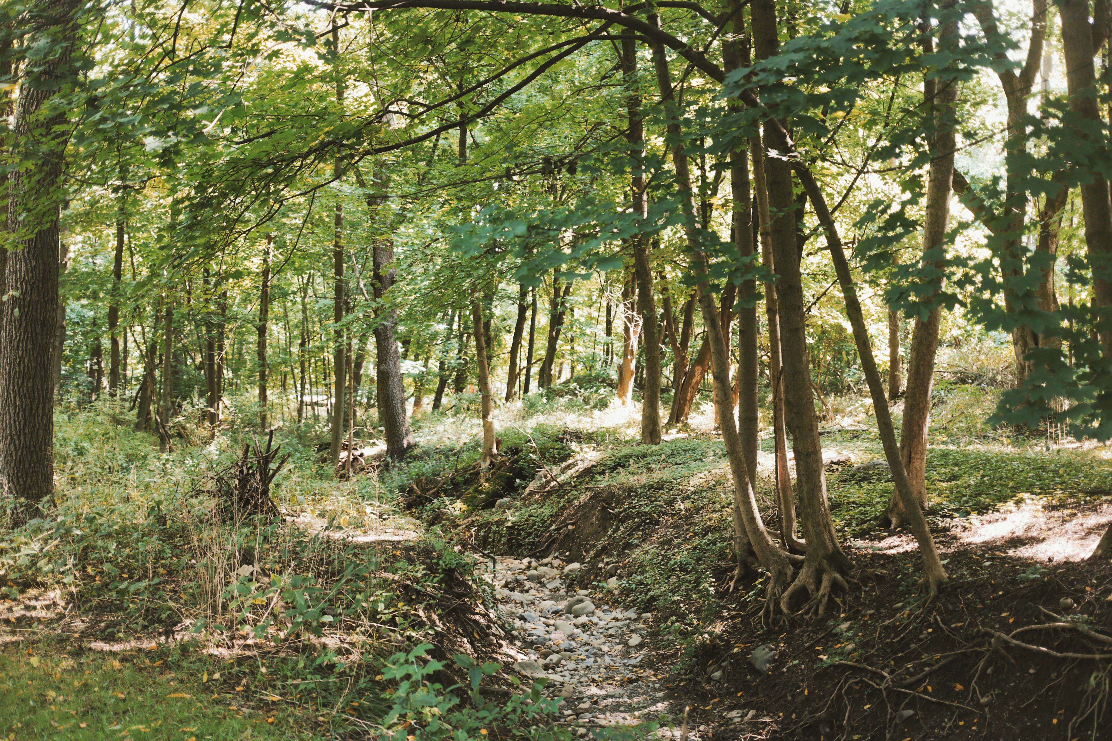 1.  Robin's Hood    2.  Lola's Loop