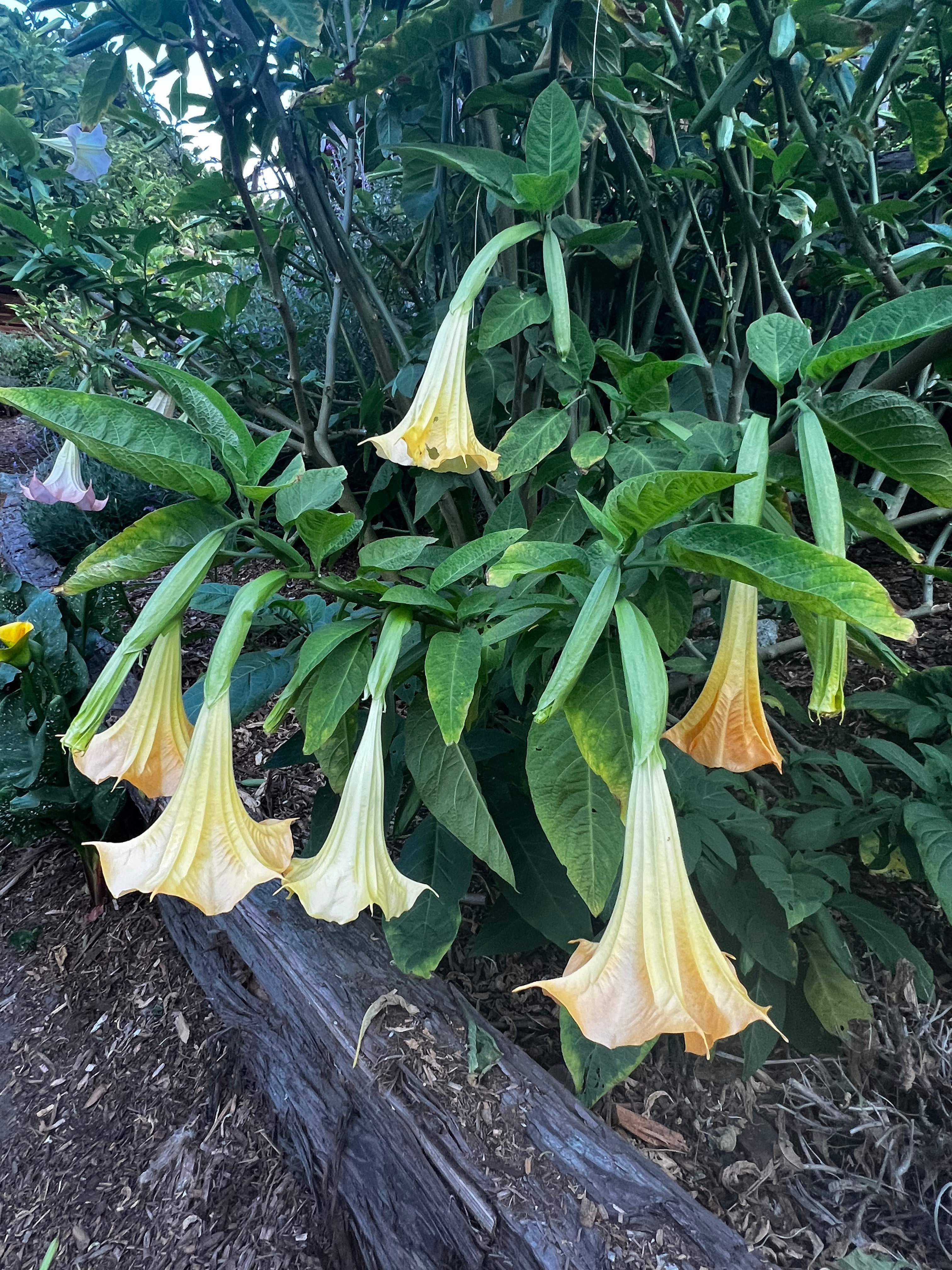 The Secret Gardens by the Bay