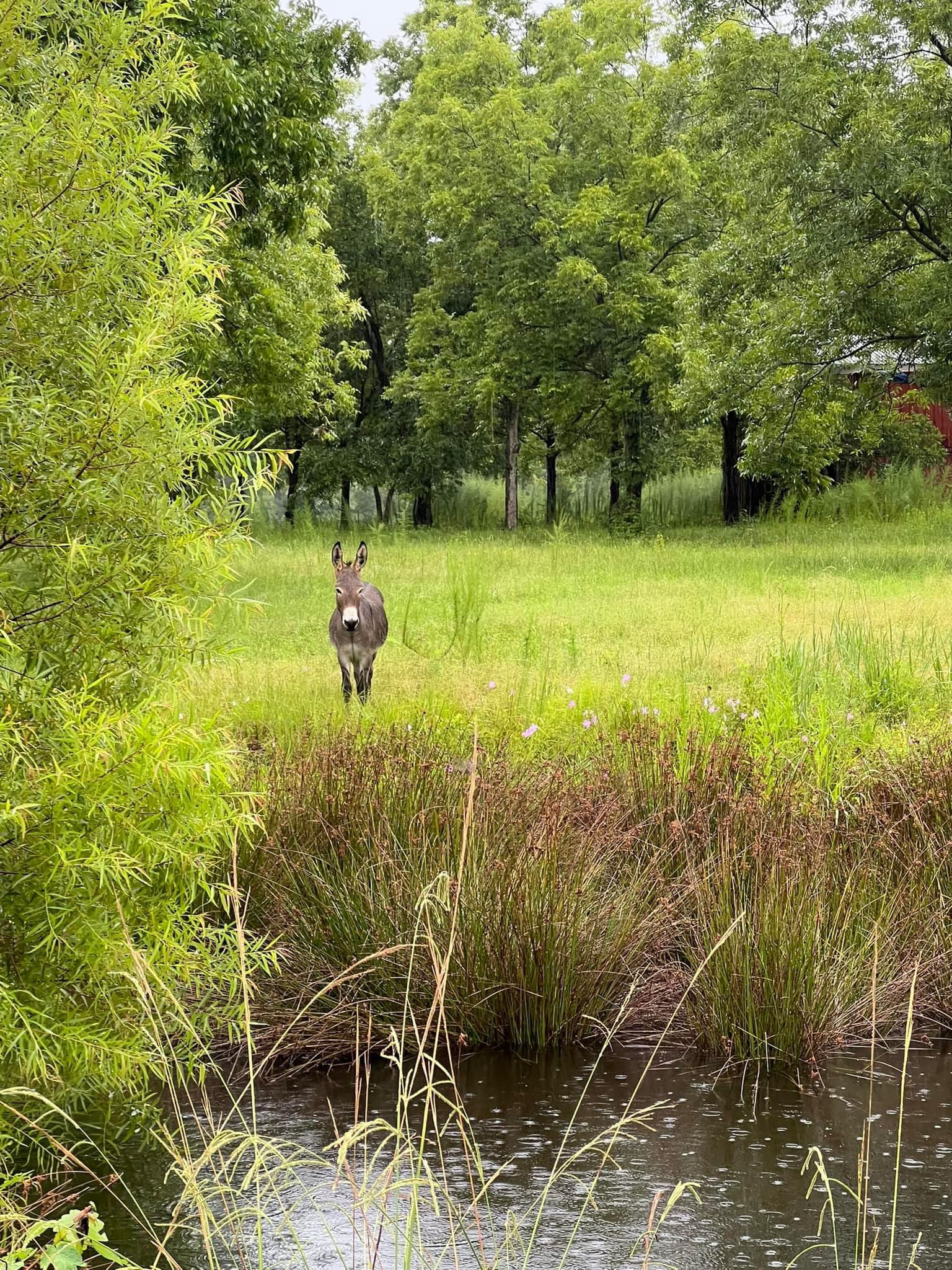 Shire Hill Grove, Yemassee, SC