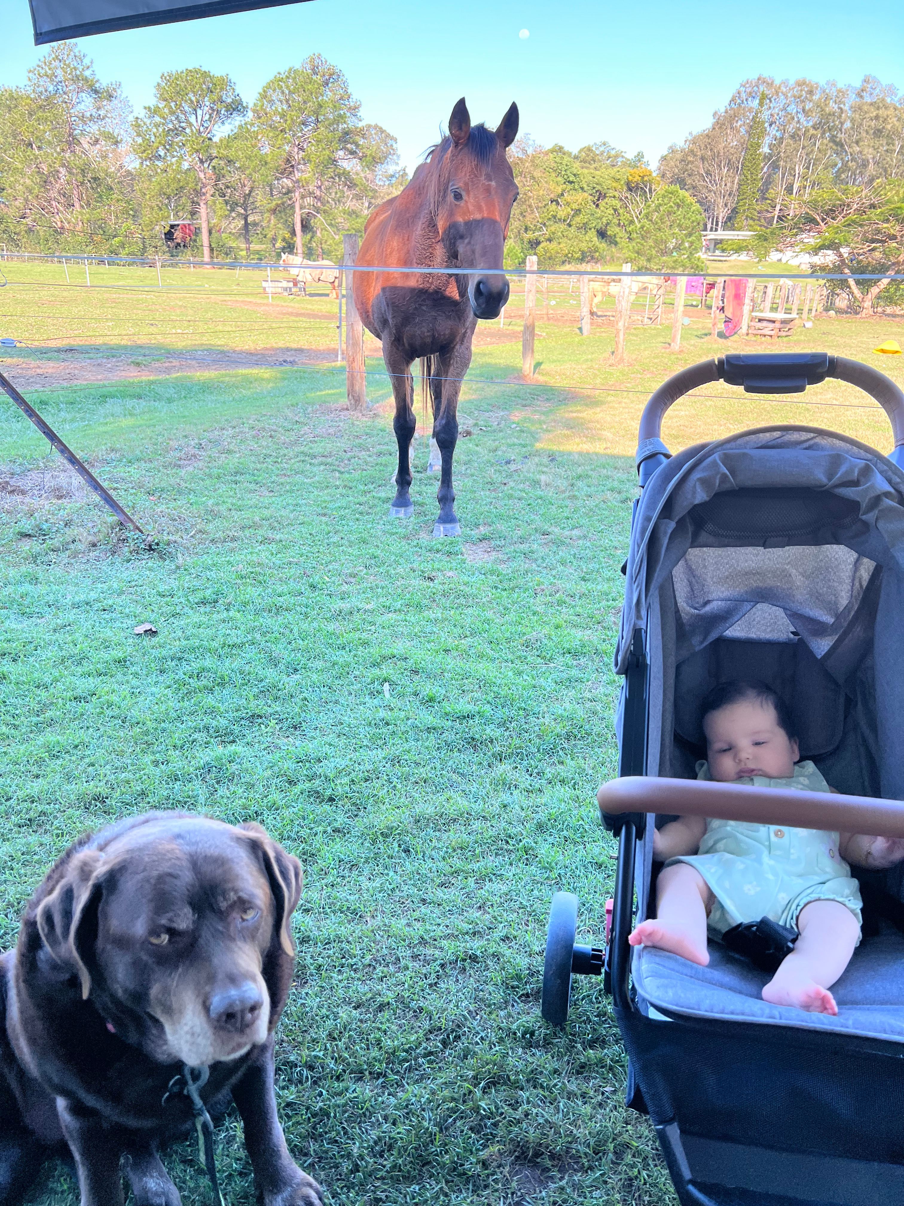 Palmwoods Horse / Farm Camping