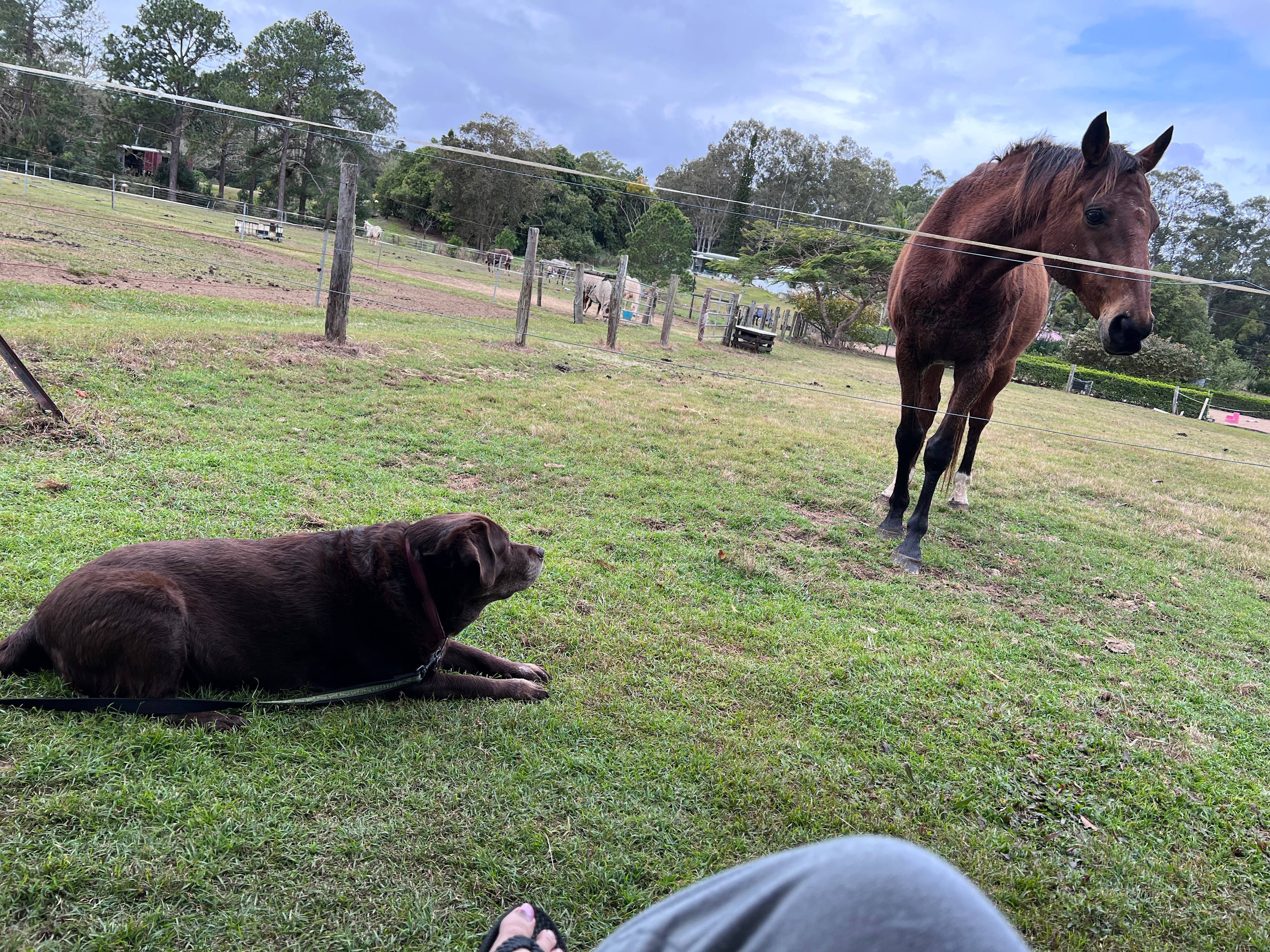 Palmwoods Horse / Farm Camping