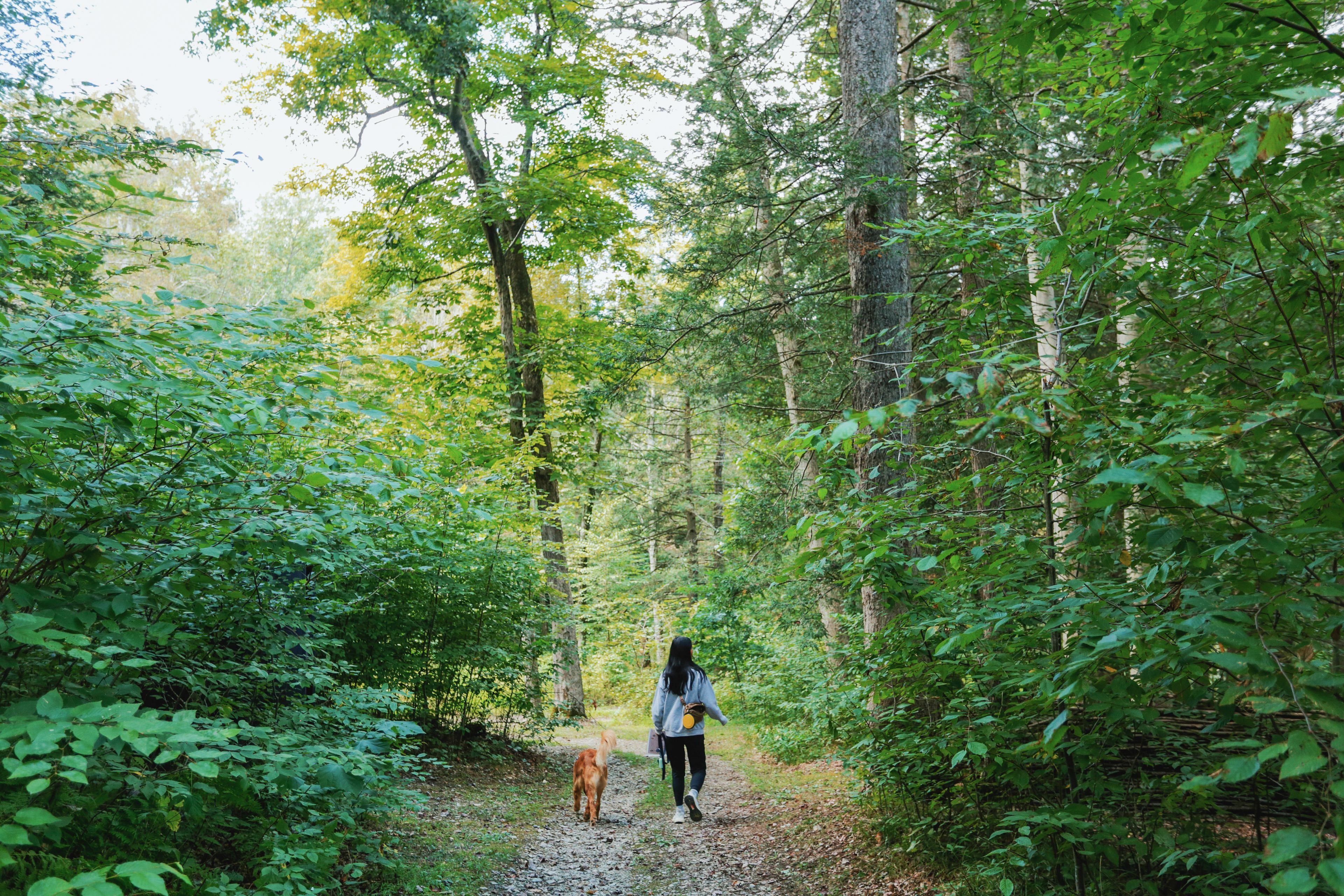 Hucklebuck Railway Campsites