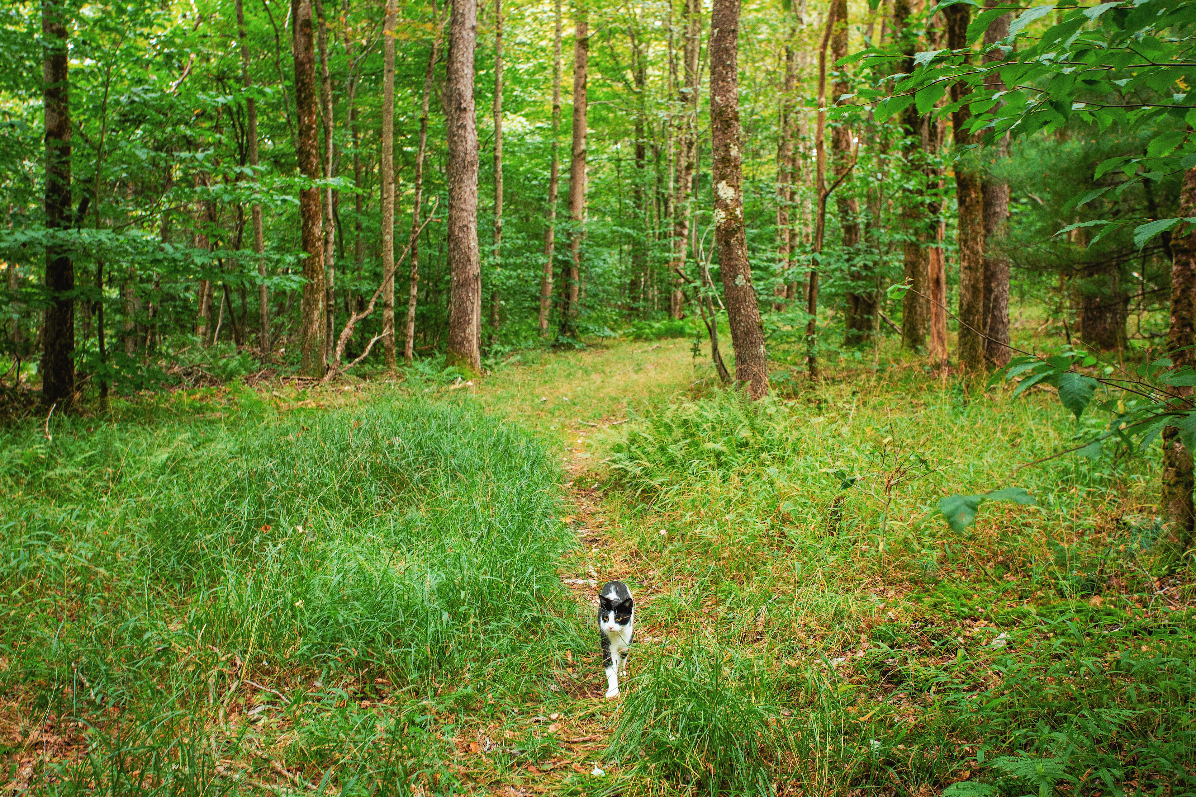 Blue Wind Nature Camp