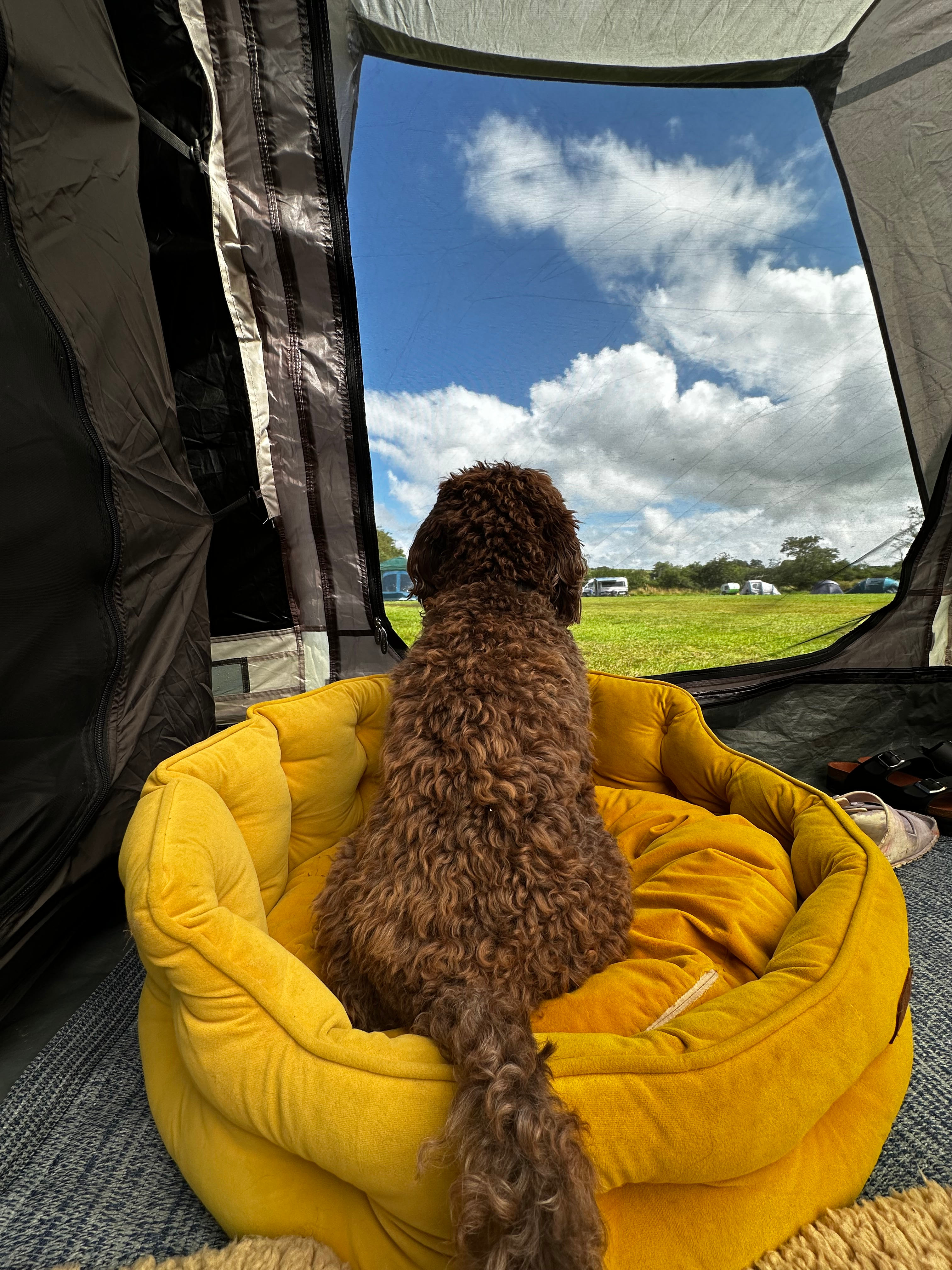 Camping at The Hollies