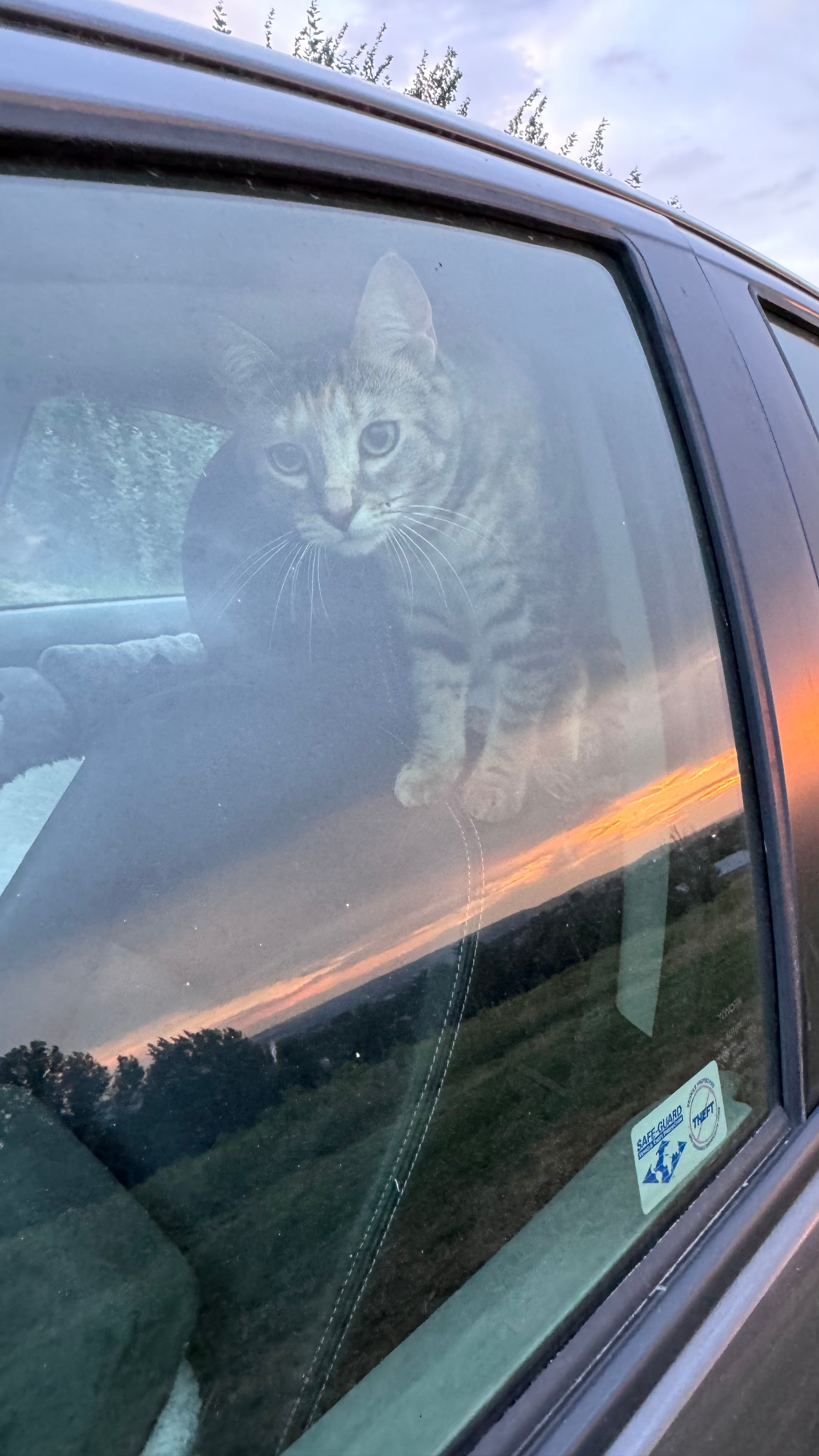 Olive loved it! 💜