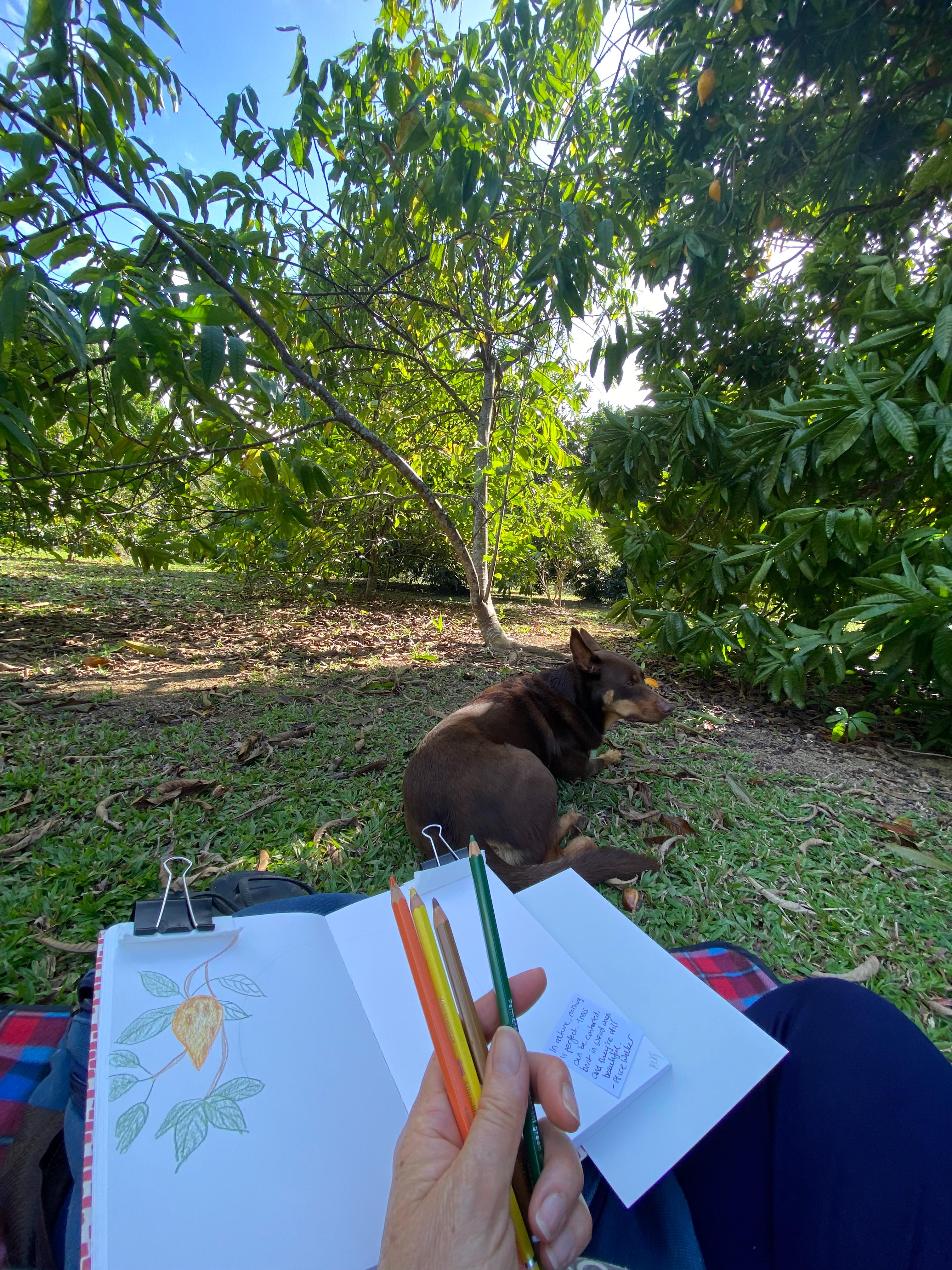 Sketch time in the orchard