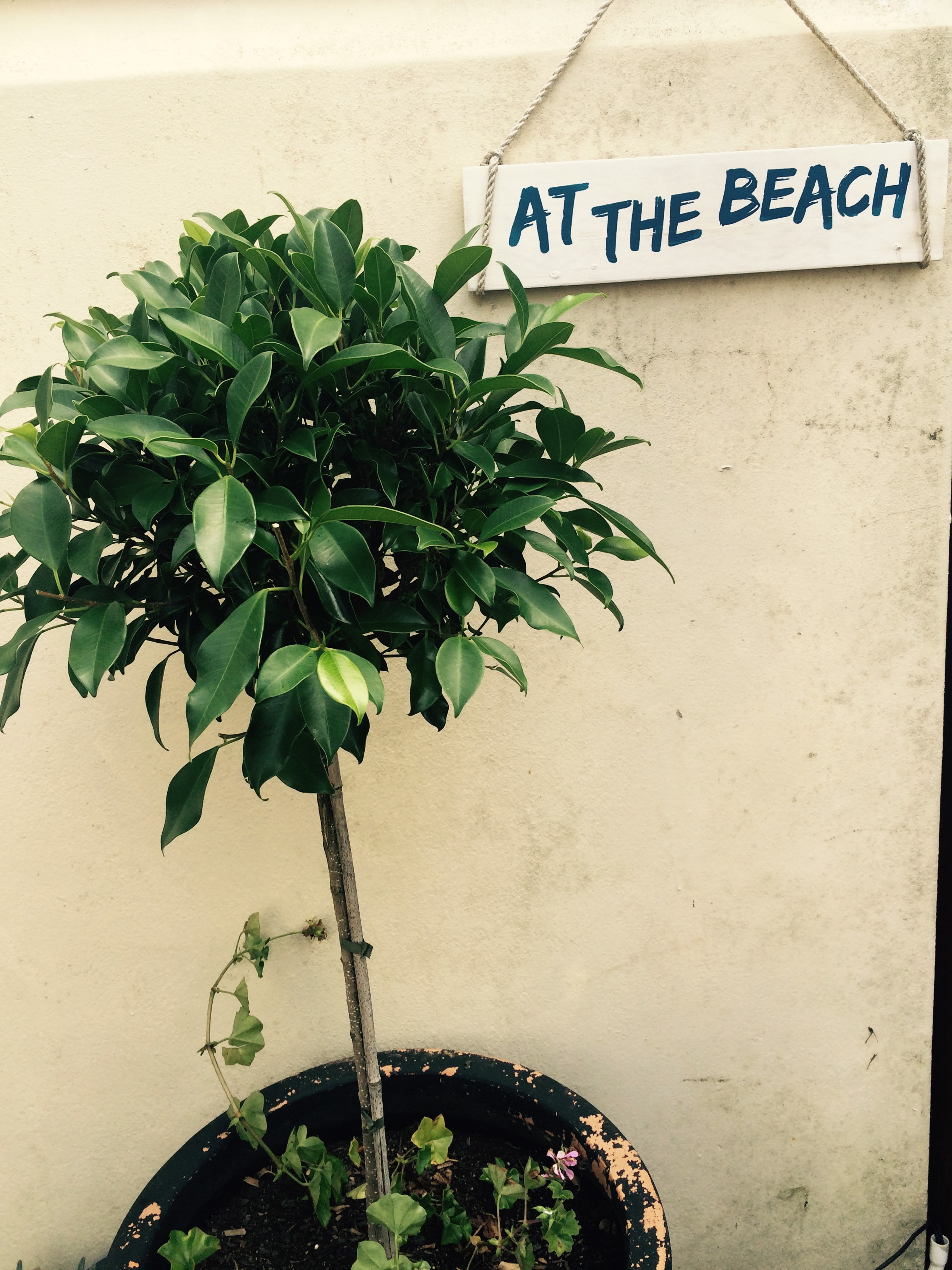 Little Cat Oasis Garden Glamping