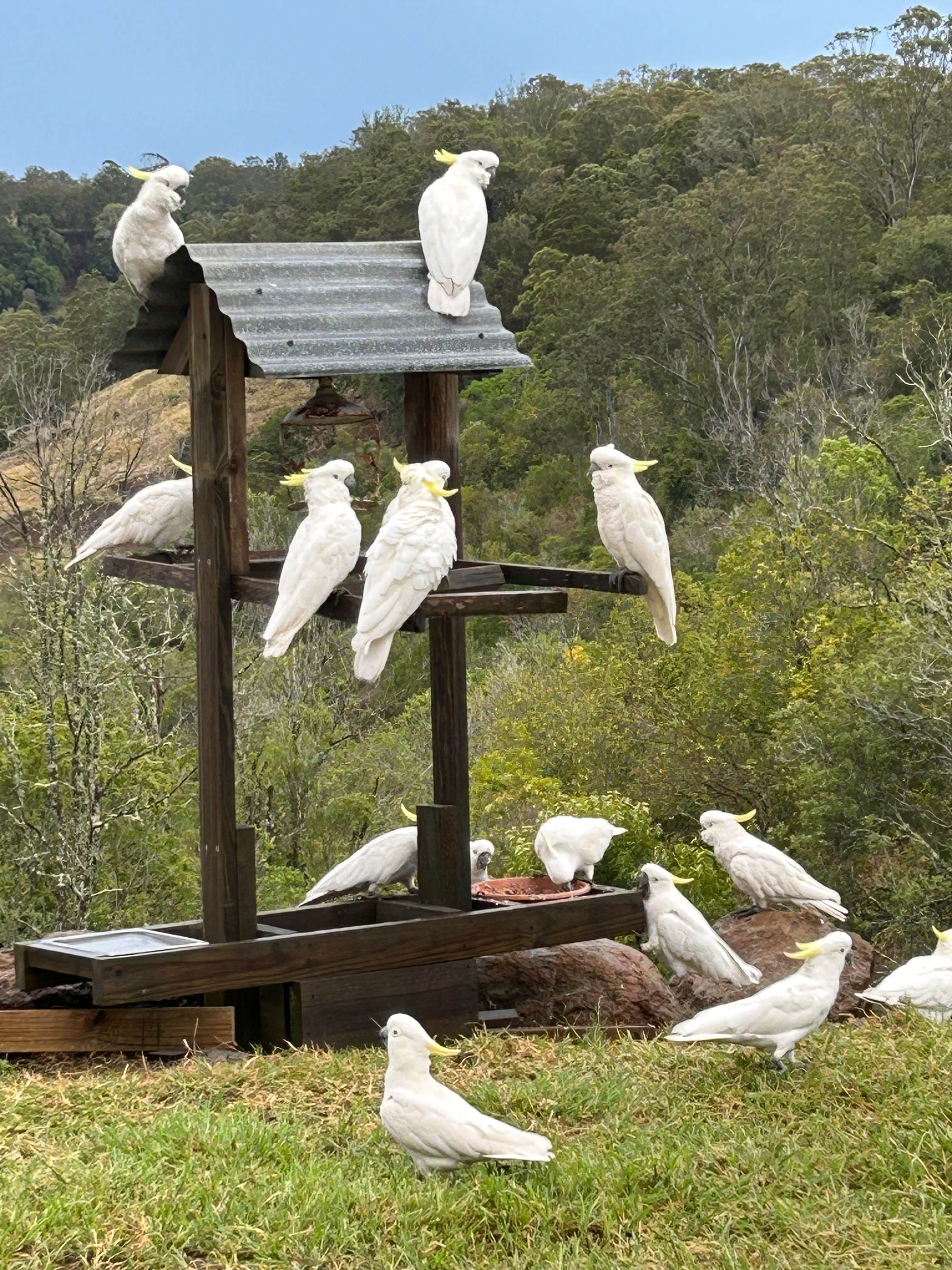 Some of the local feathered crew 