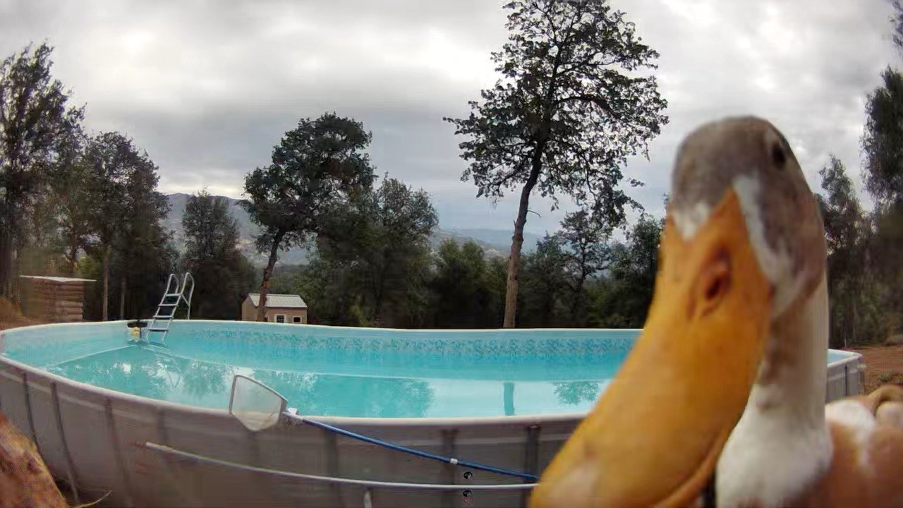 Camp ikigai Animal Sanctuary 501c3