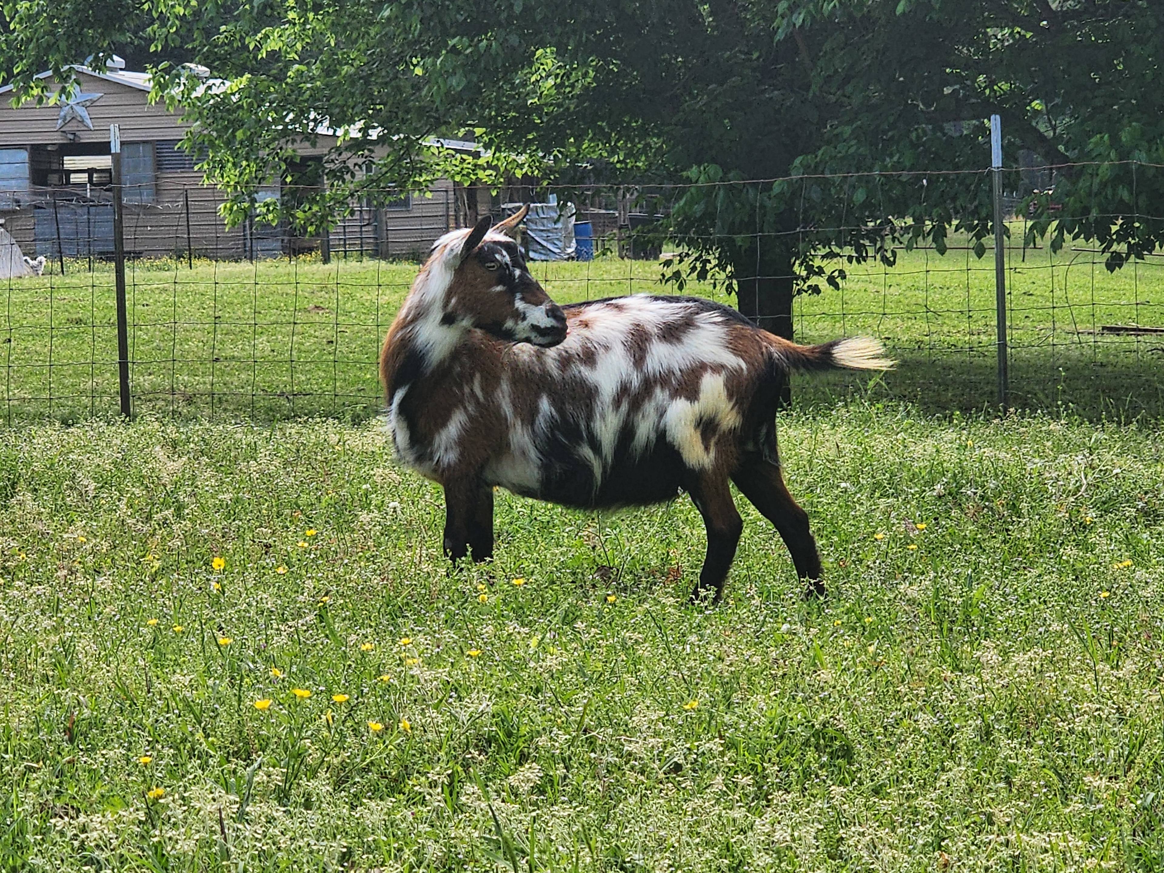 Sunset Hill Farm