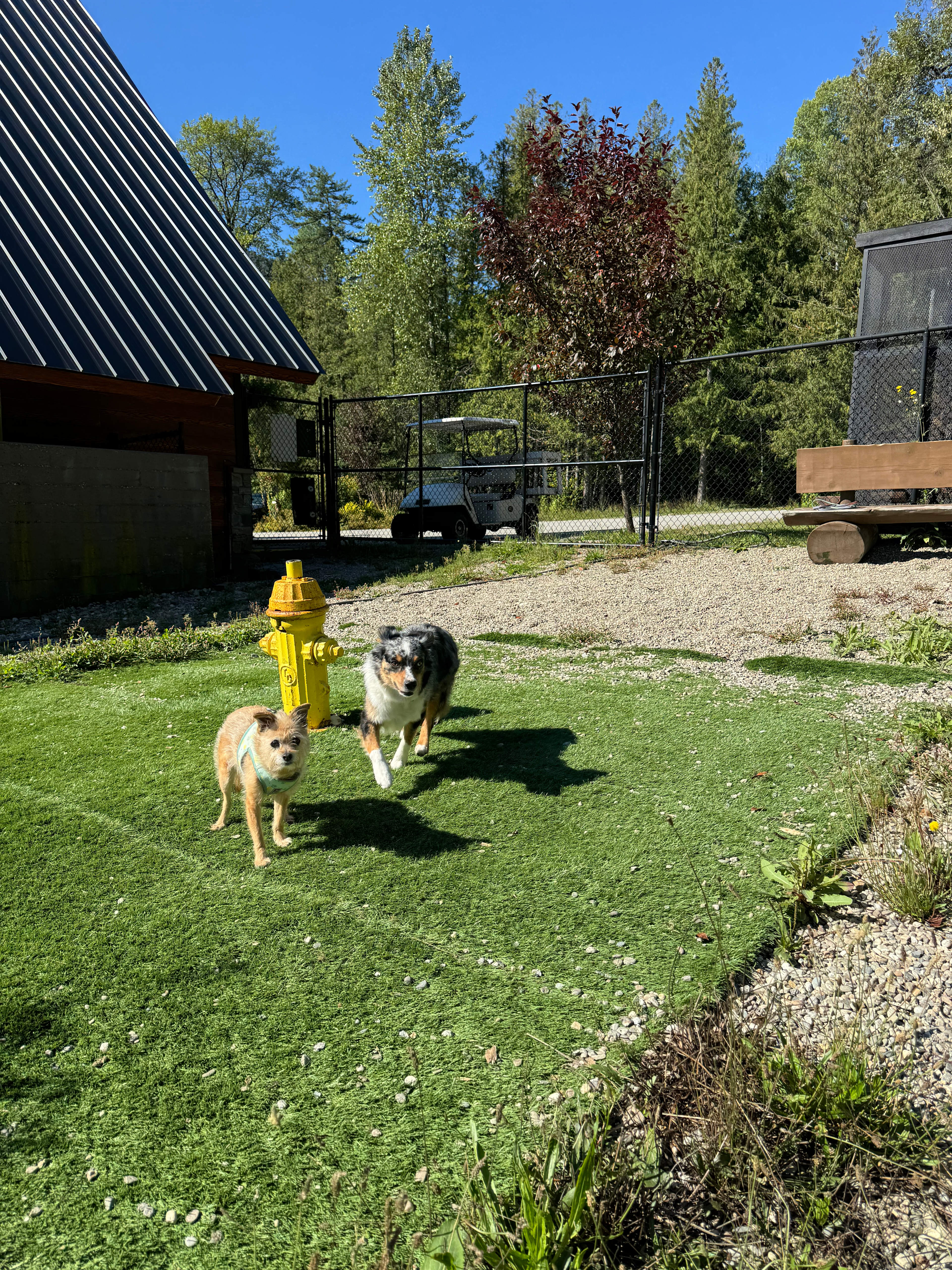 Dog Run 