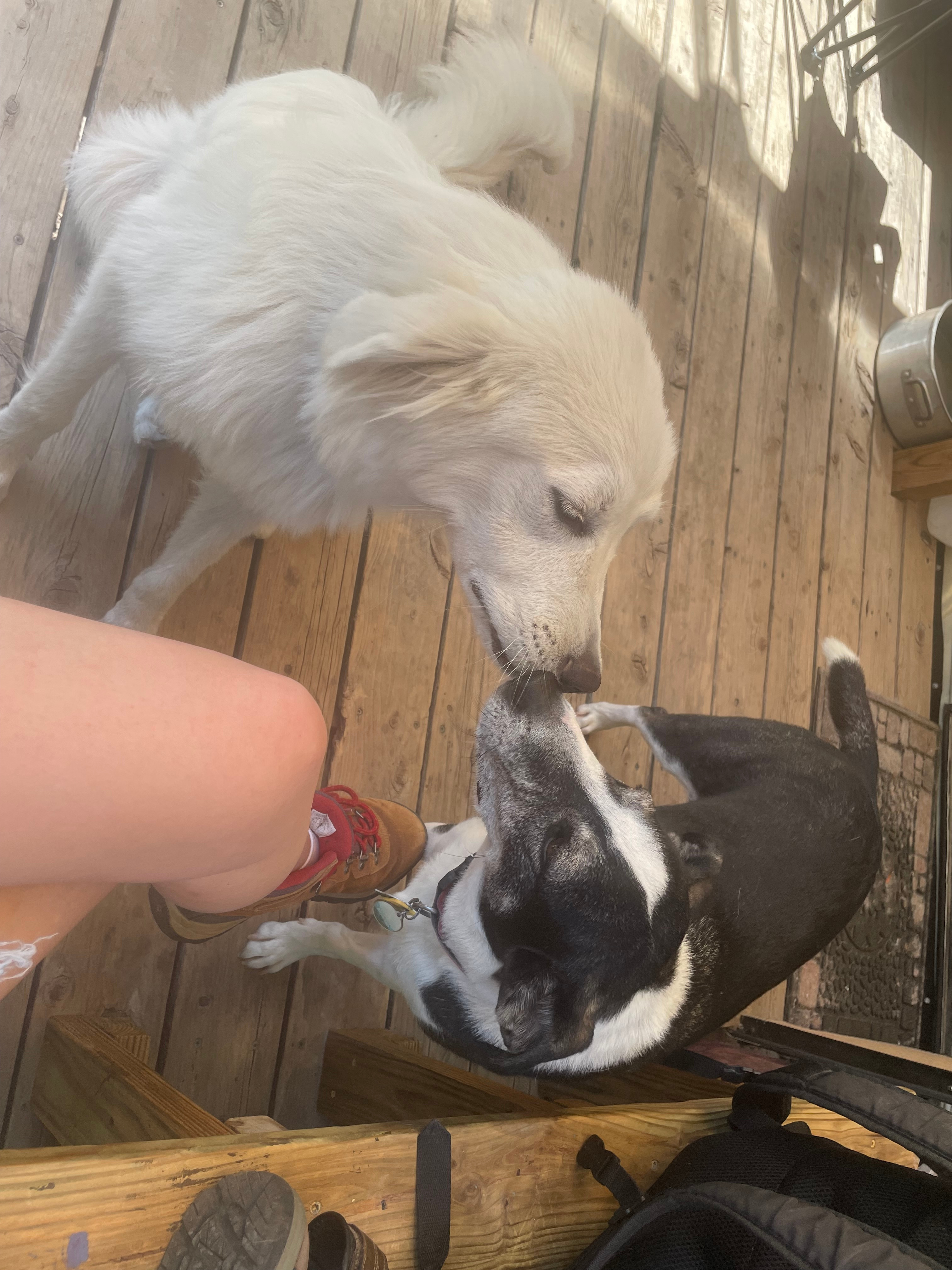 More doggo smooches 